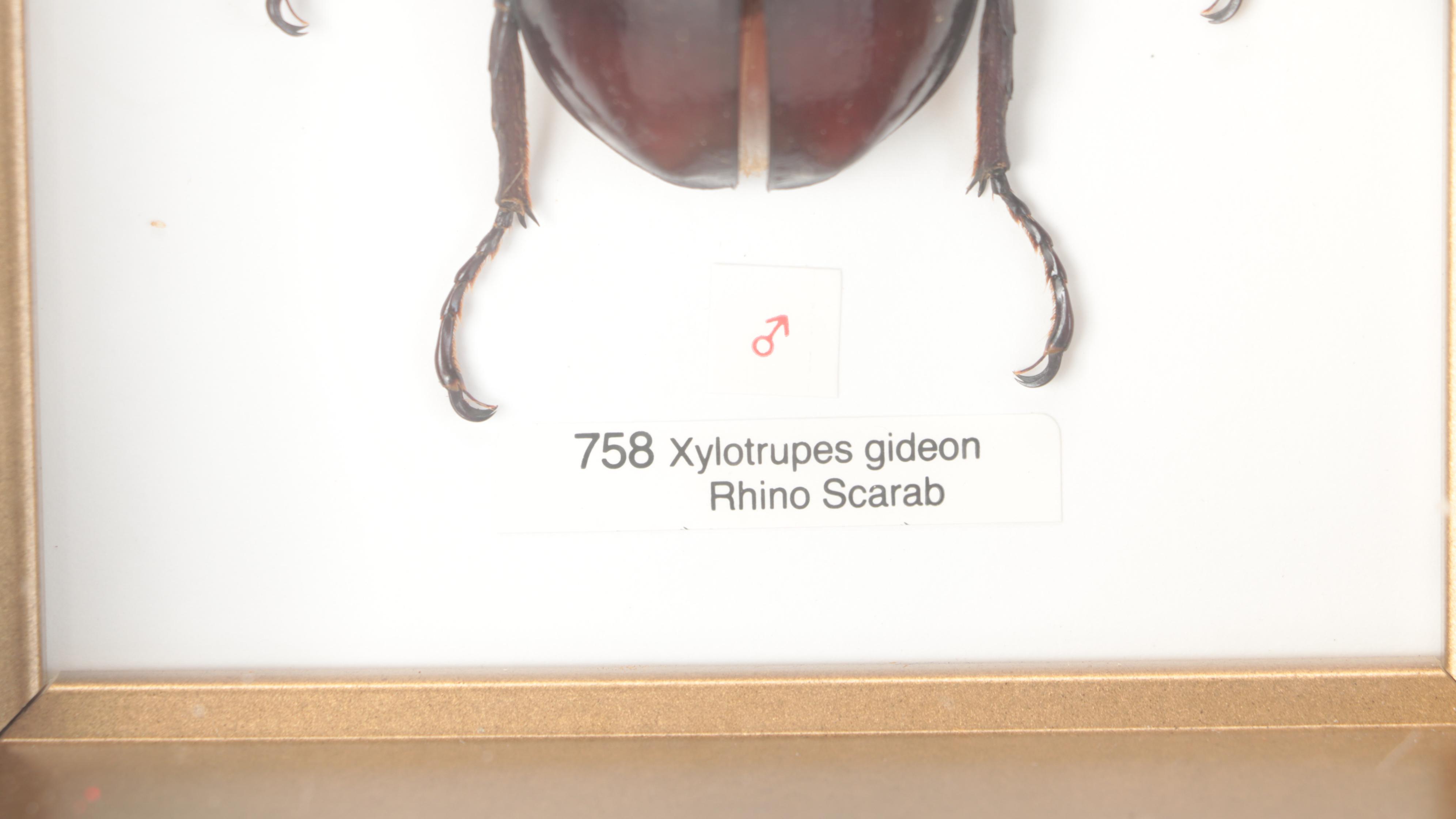 Taxidermy Three-Horned Scarab Beetle and Rhino Scarab in Case