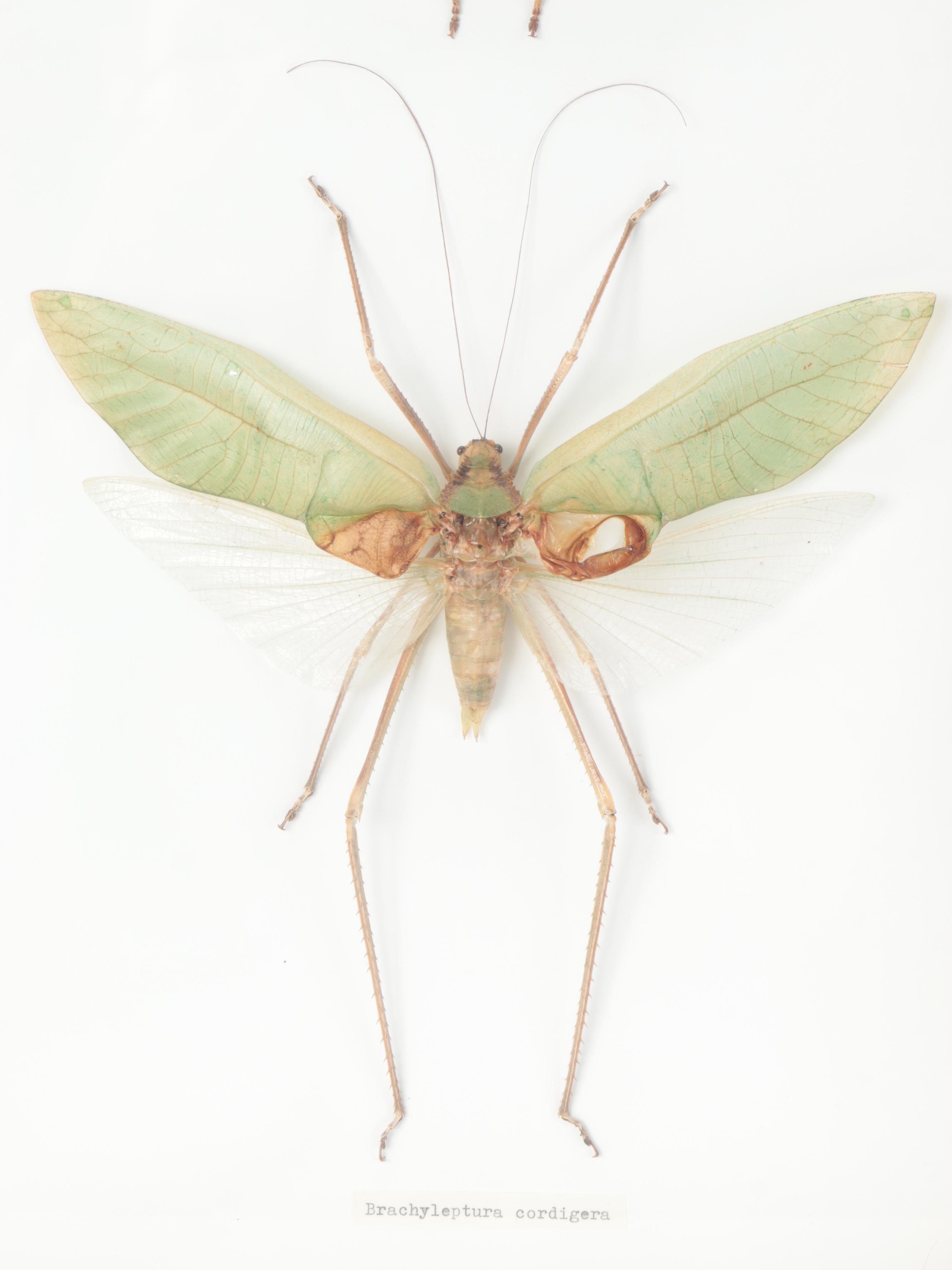 Taxidermy Giant Katydid Male and Female Pair in Case