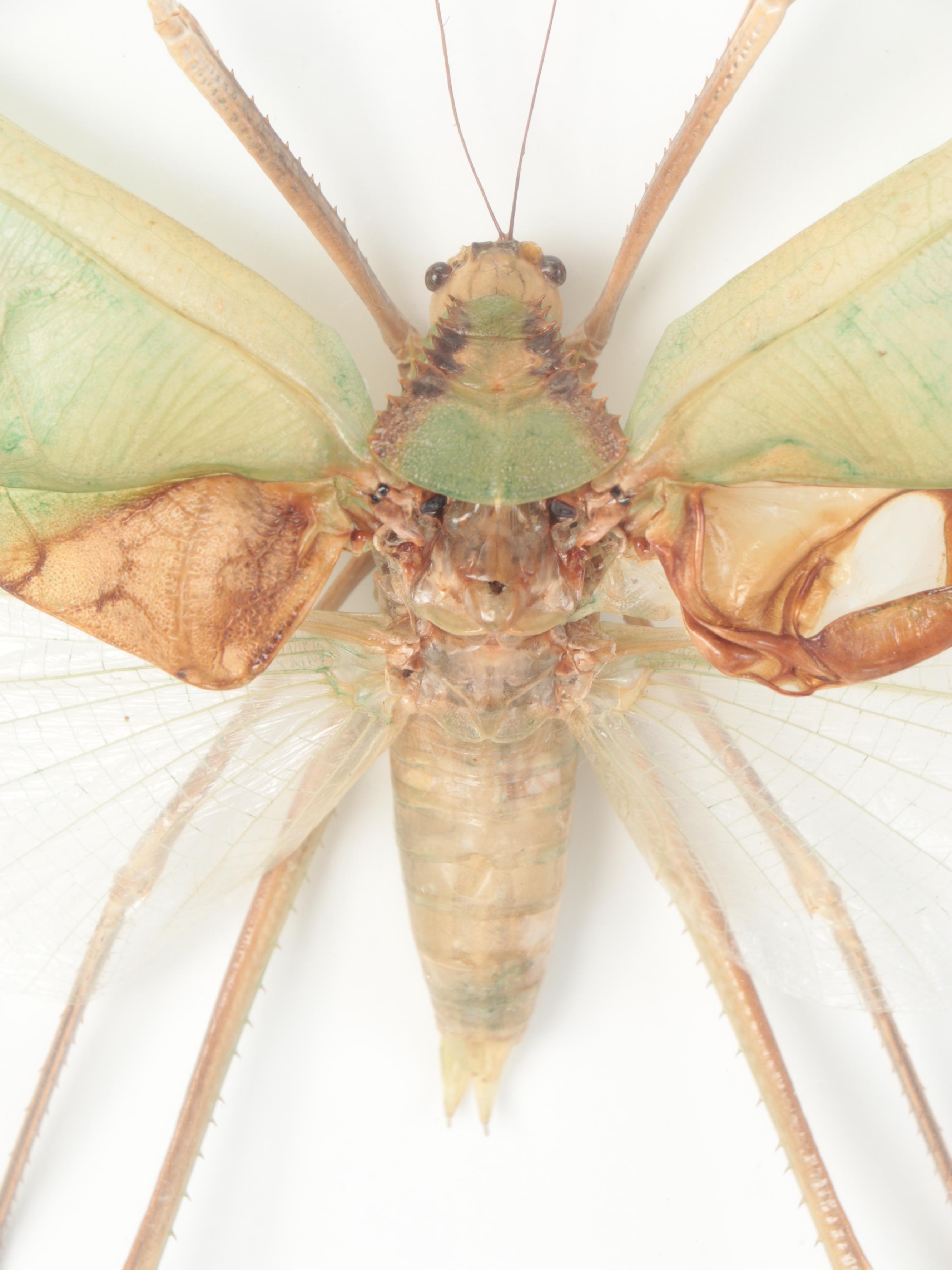 Taxidermy Giant Katydid Male and Female Pair in Case