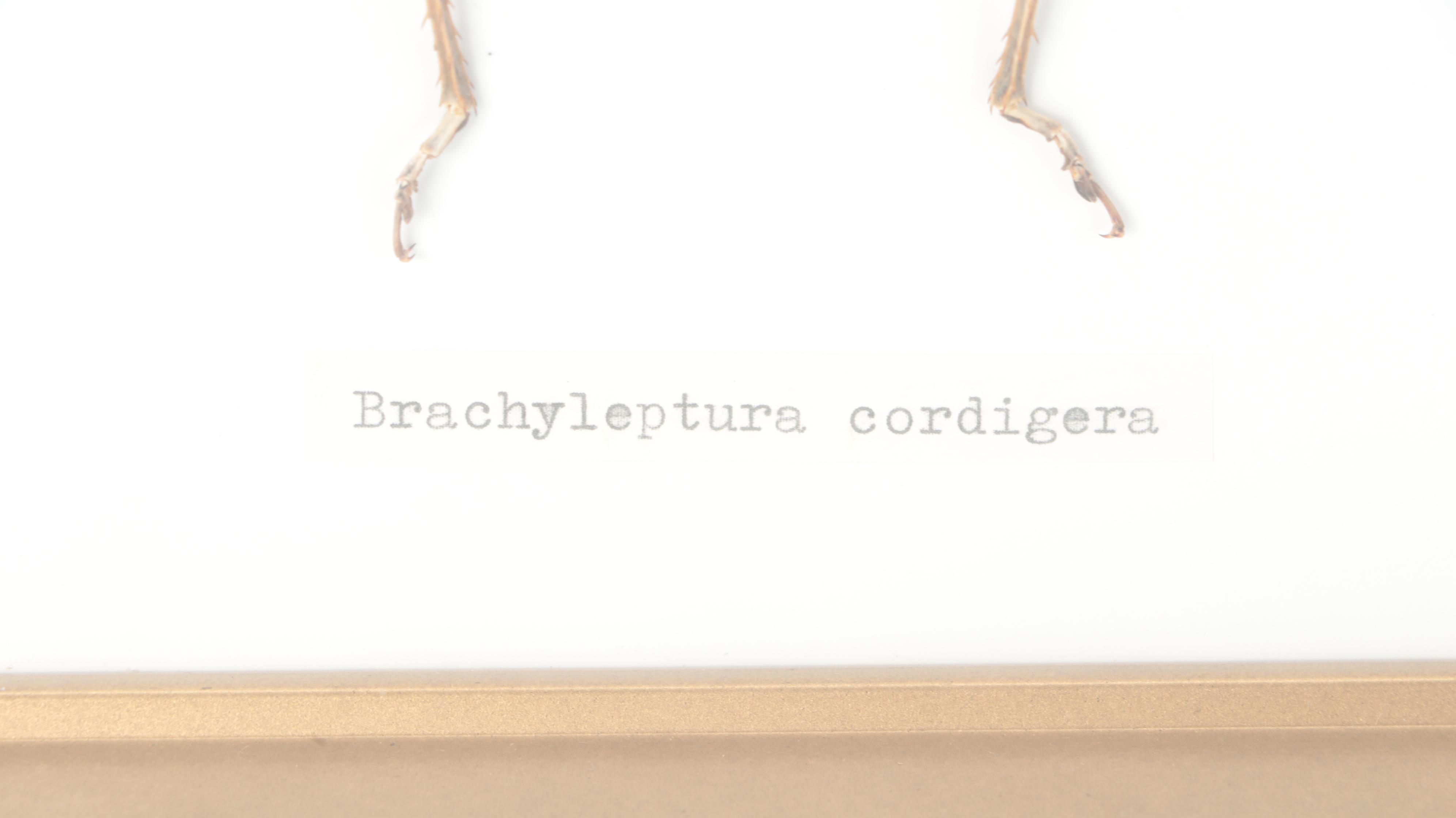 Taxidermy Giant Katydid Male and Female Pair in Case