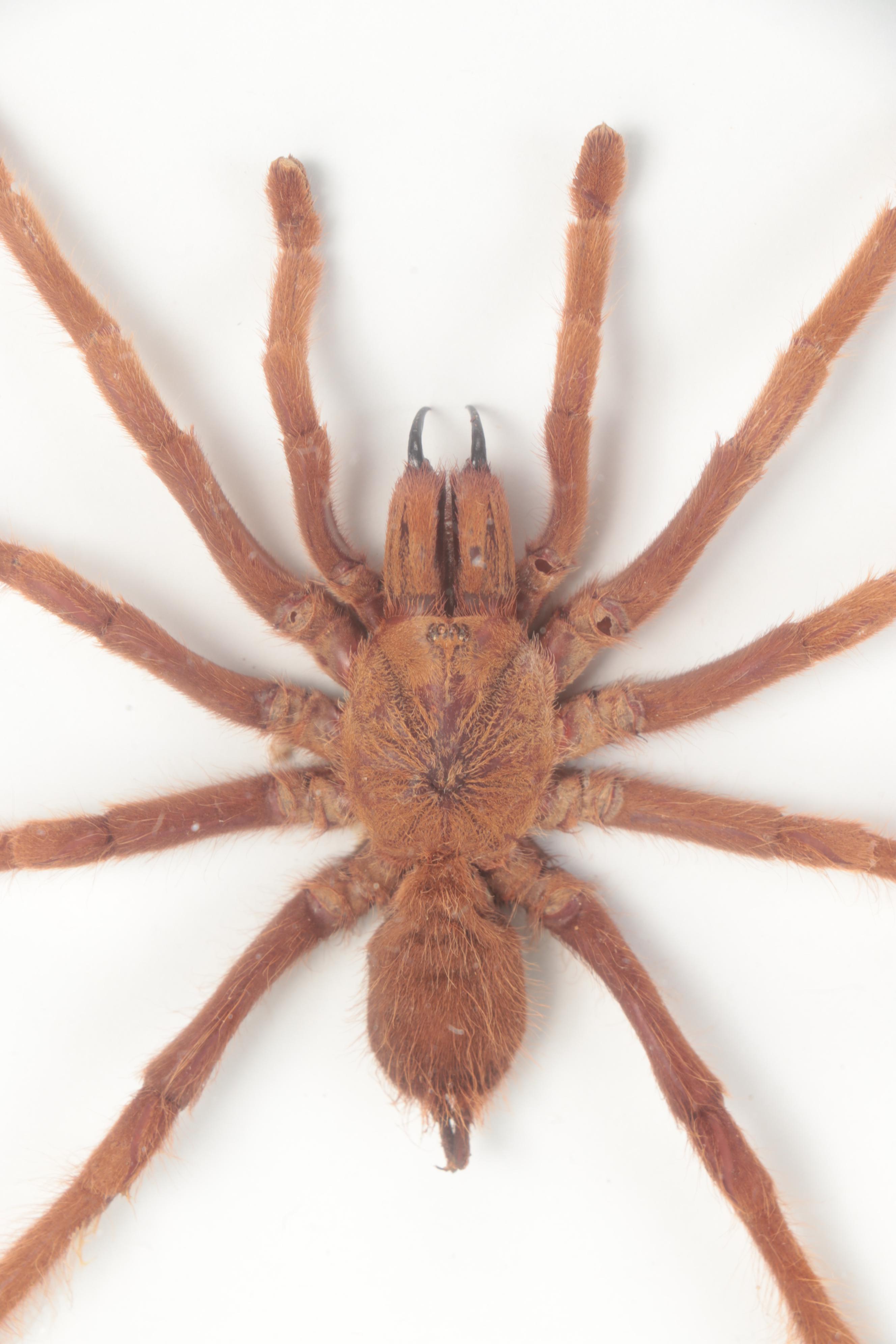 Taxidermy Malaysian Tarantula Specimen in Case