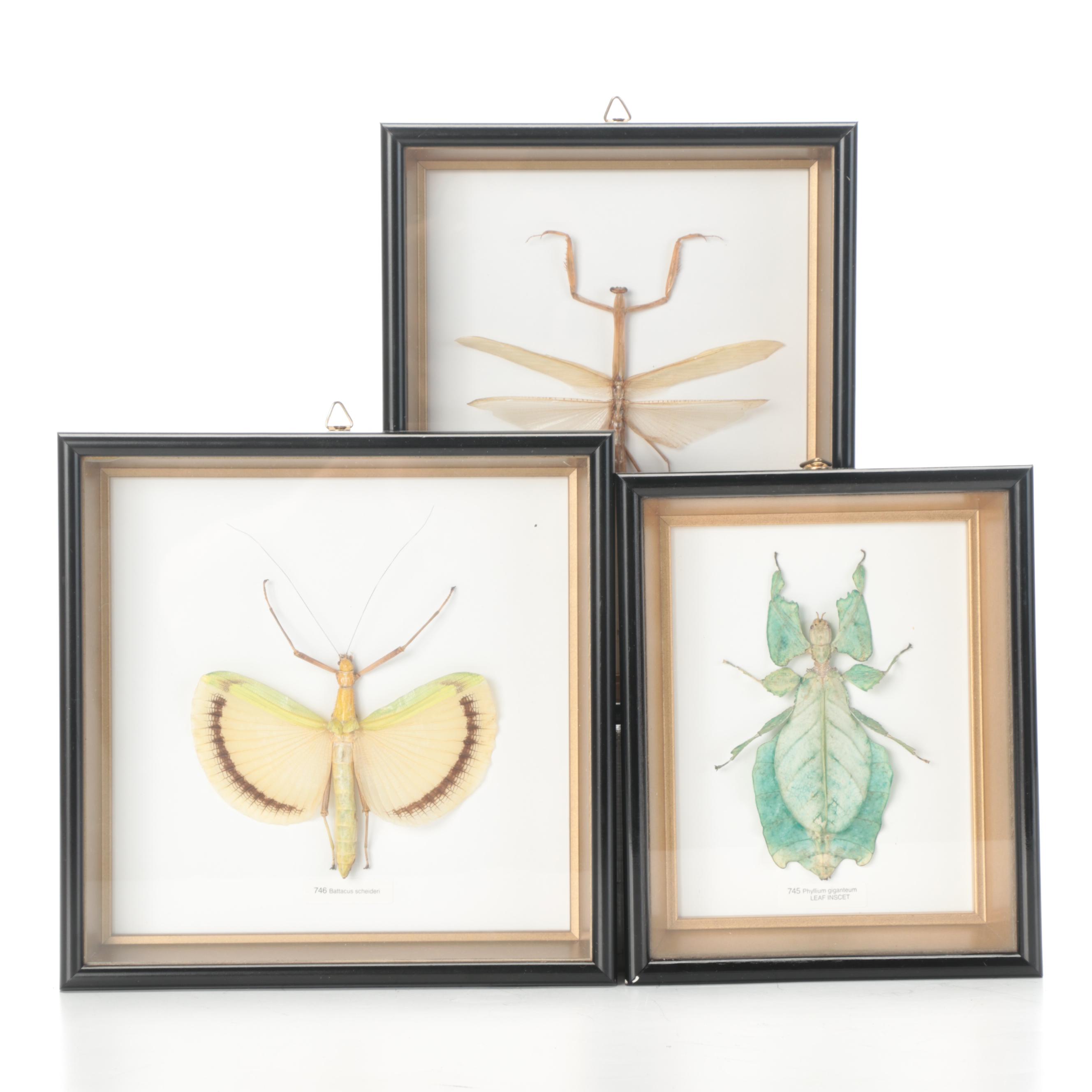 Taxidermy Yellow Umbrella Stick and Giant Malaysian Leaf Insect, Green Mantis