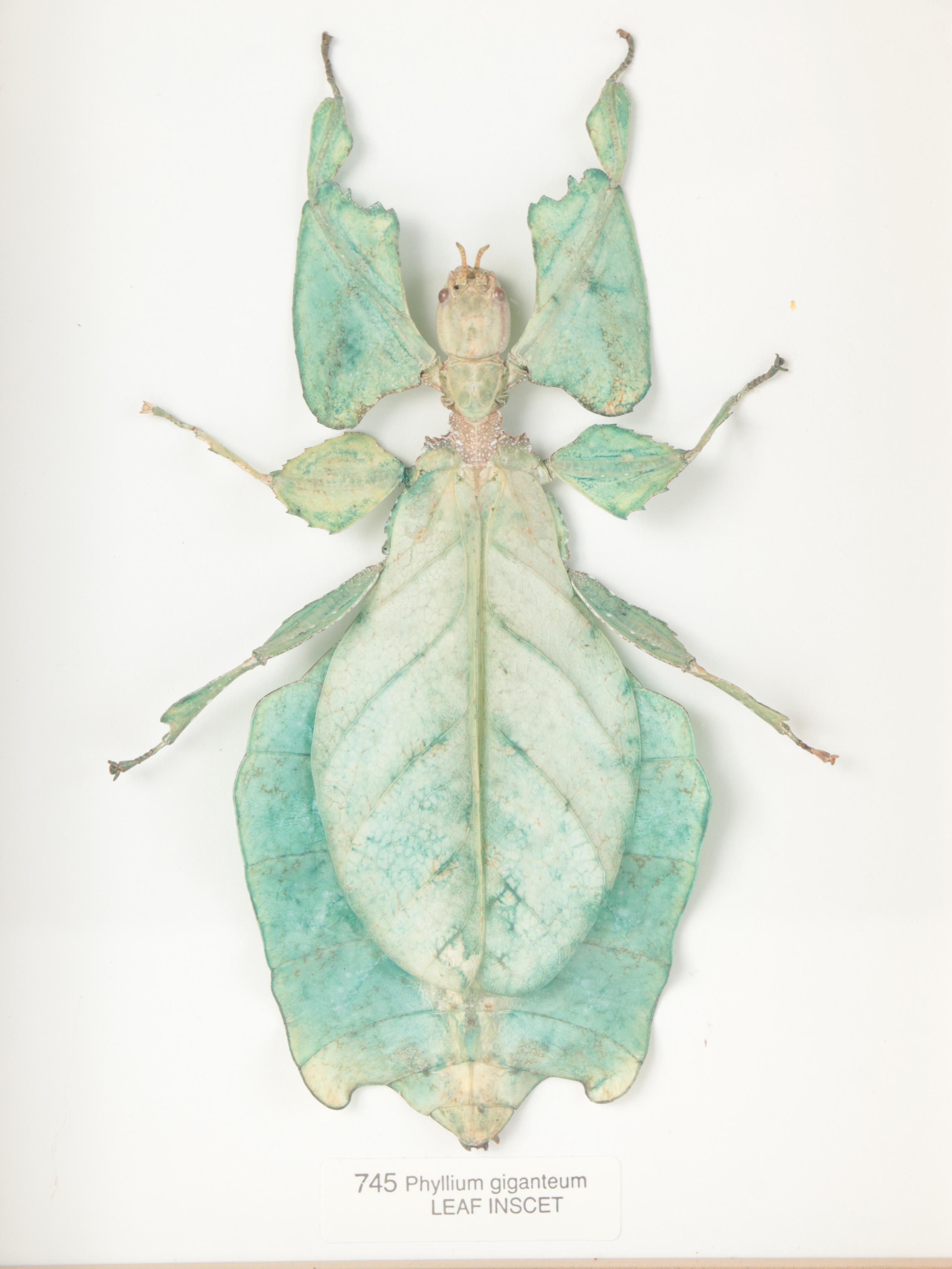 Taxidermy Yellow Umbrella Stick and Giant Malaysian Leaf Insect, Green Mantis