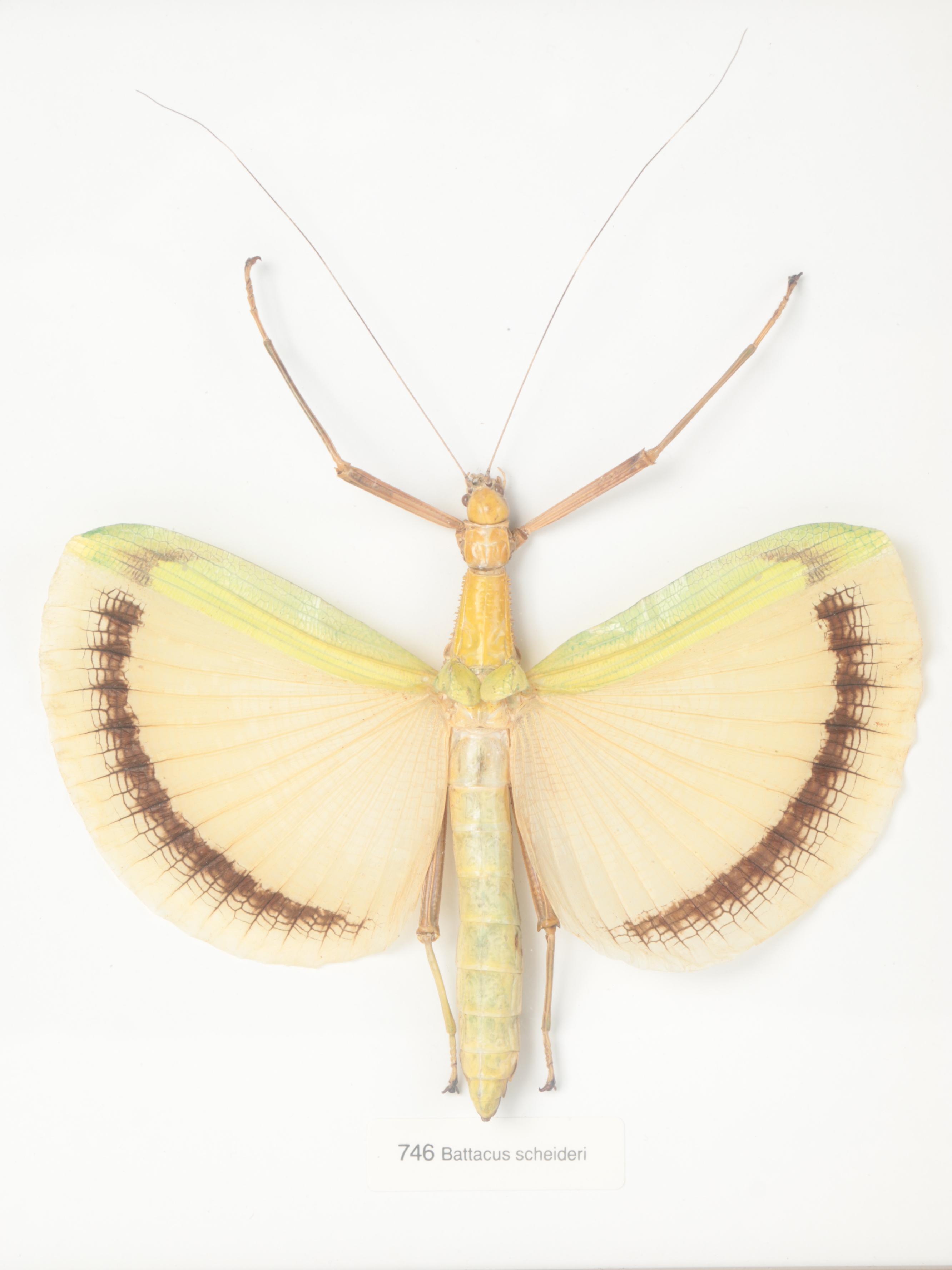 Taxidermy Yellow Umbrella Stick and Giant Malaysian Leaf Insect, Green Mantis