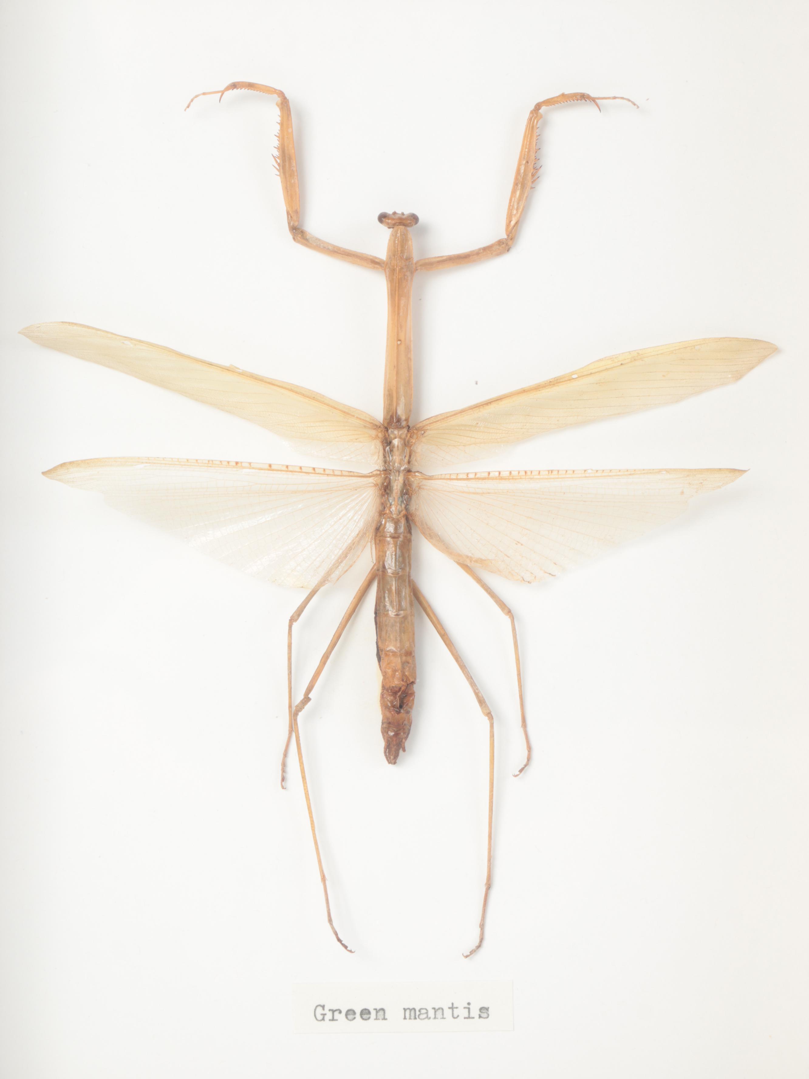 Taxidermy Yellow Umbrella Stick and Giant Malaysian Leaf Insect, Green Mantis