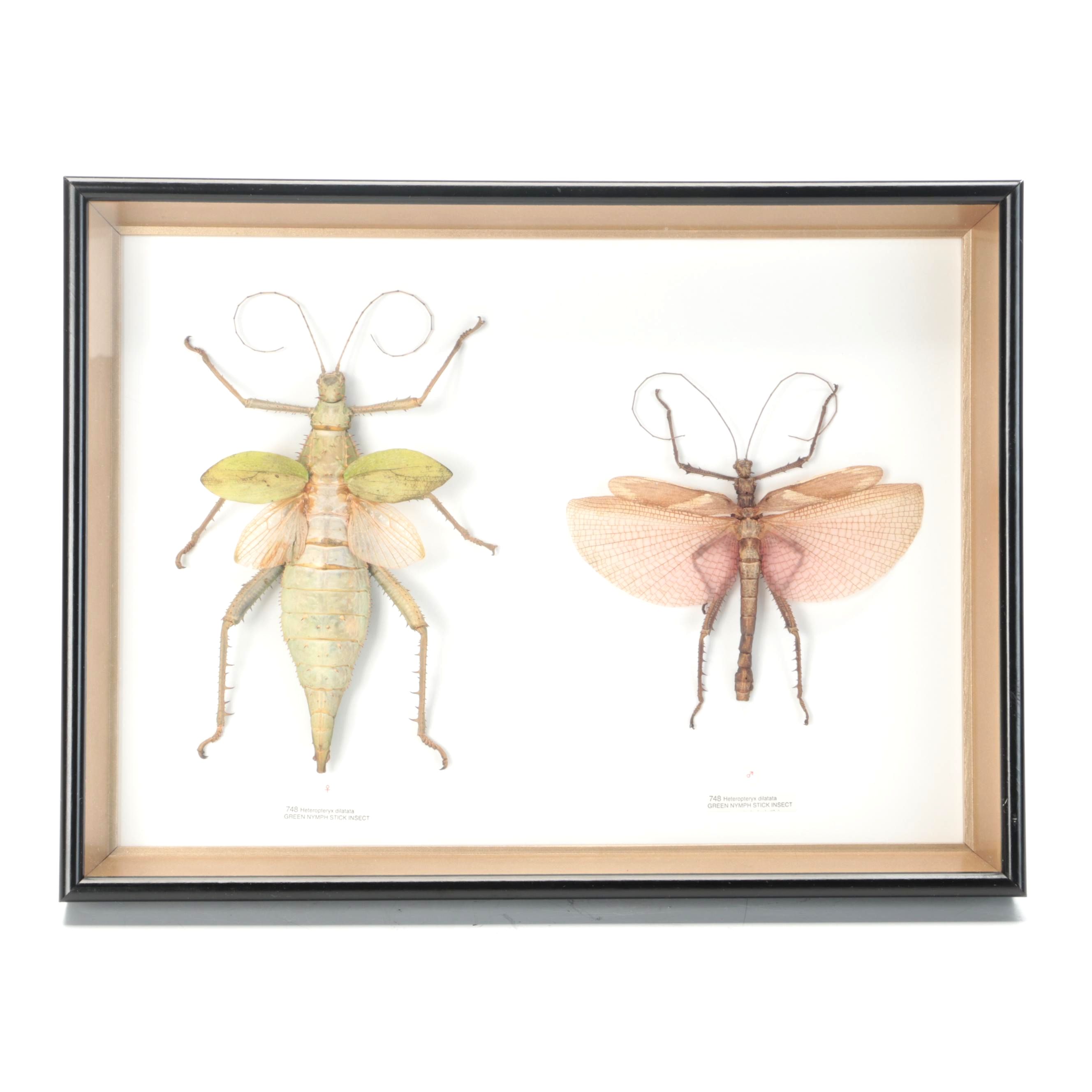 Taxidermy Malaysian Jungle Nymph Stick Insect Male and Female Pair in Case