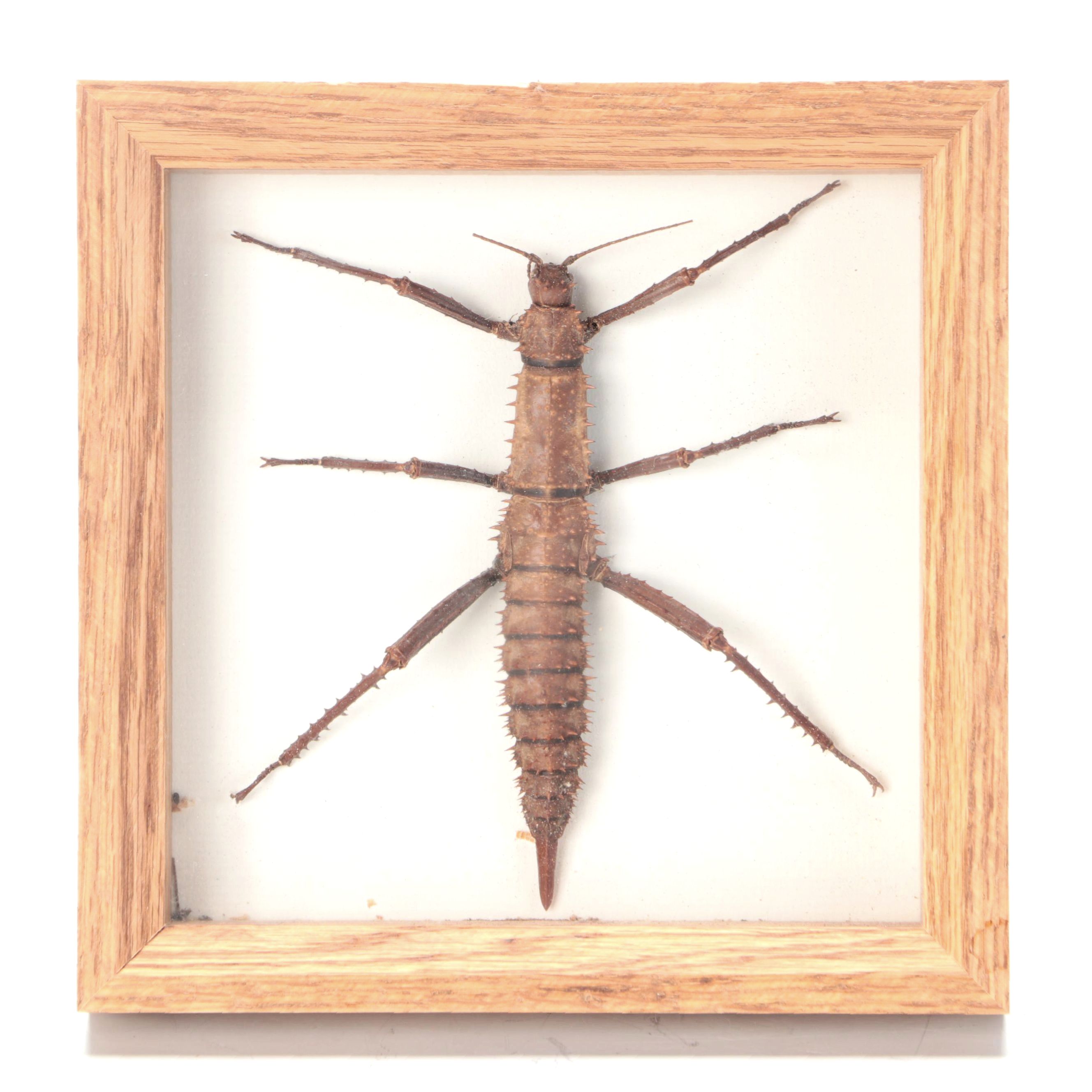 Taxidermy Thorny Devil Walking Stick Insect Specimen in Case