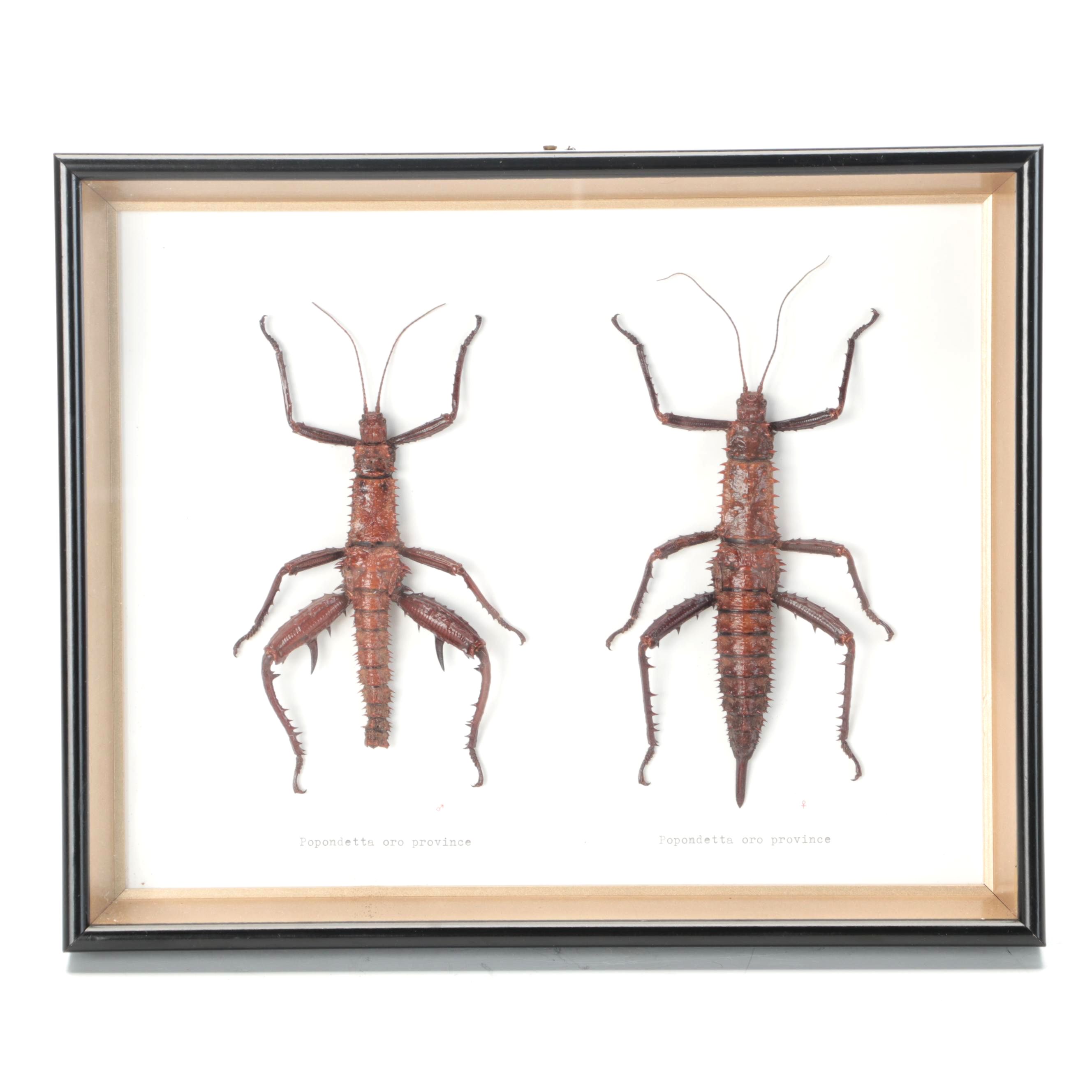 Taxidermy Thorny Devil Walking Stick Male and Female in Case