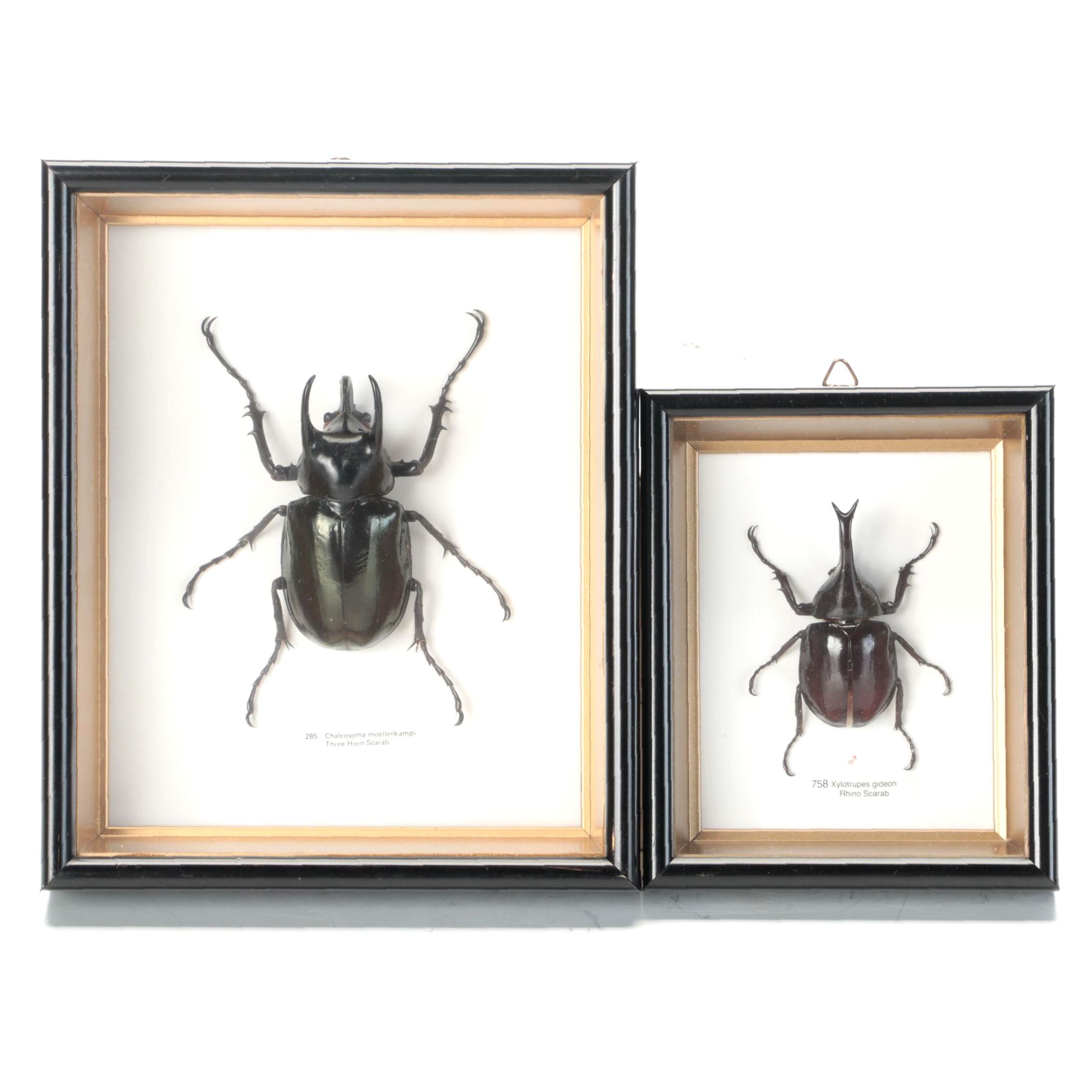 Taxidermy Three-Horned Scarab Beetle and Rhino Scarab in Case