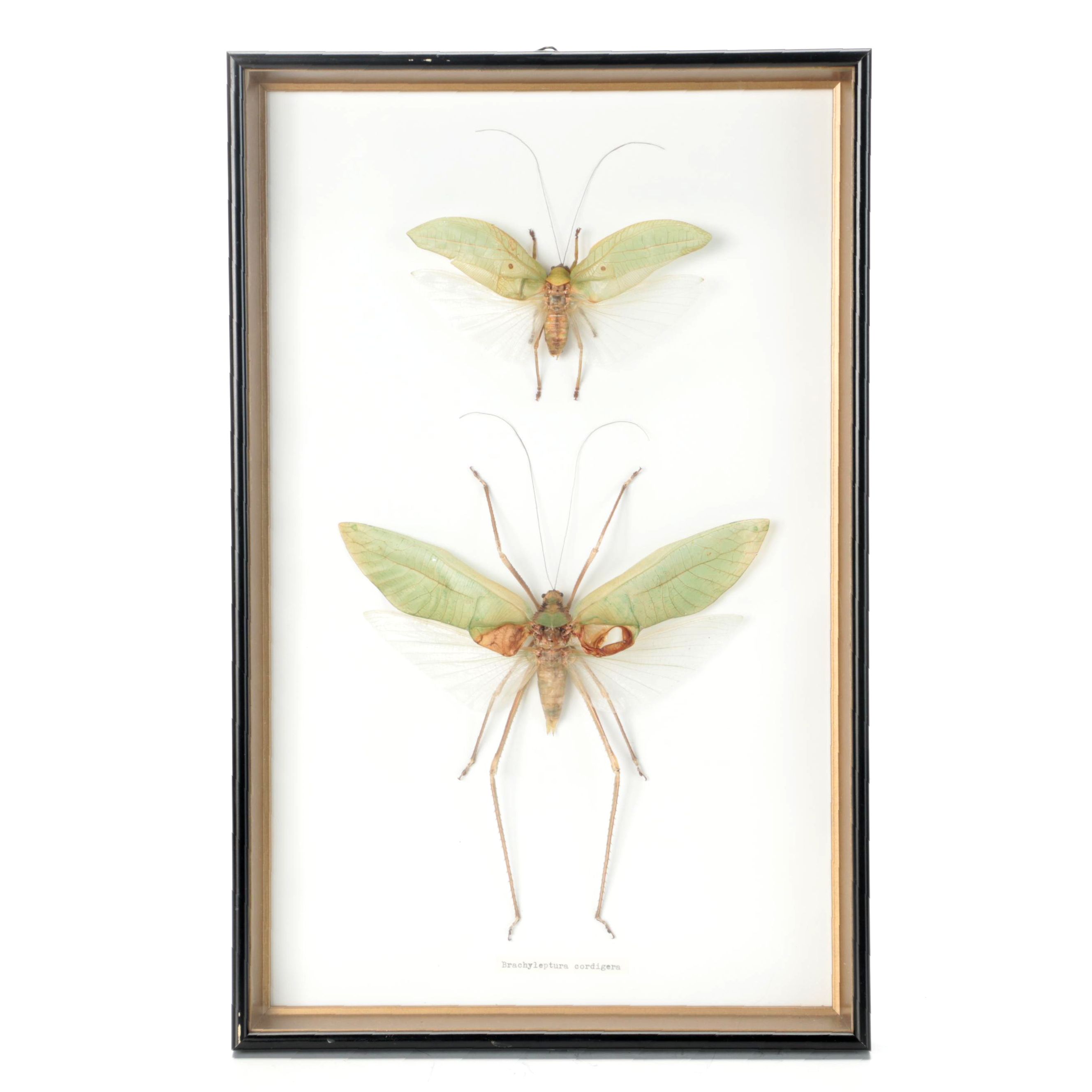 Taxidermy Giant Katydid Male and Female Pair in Case