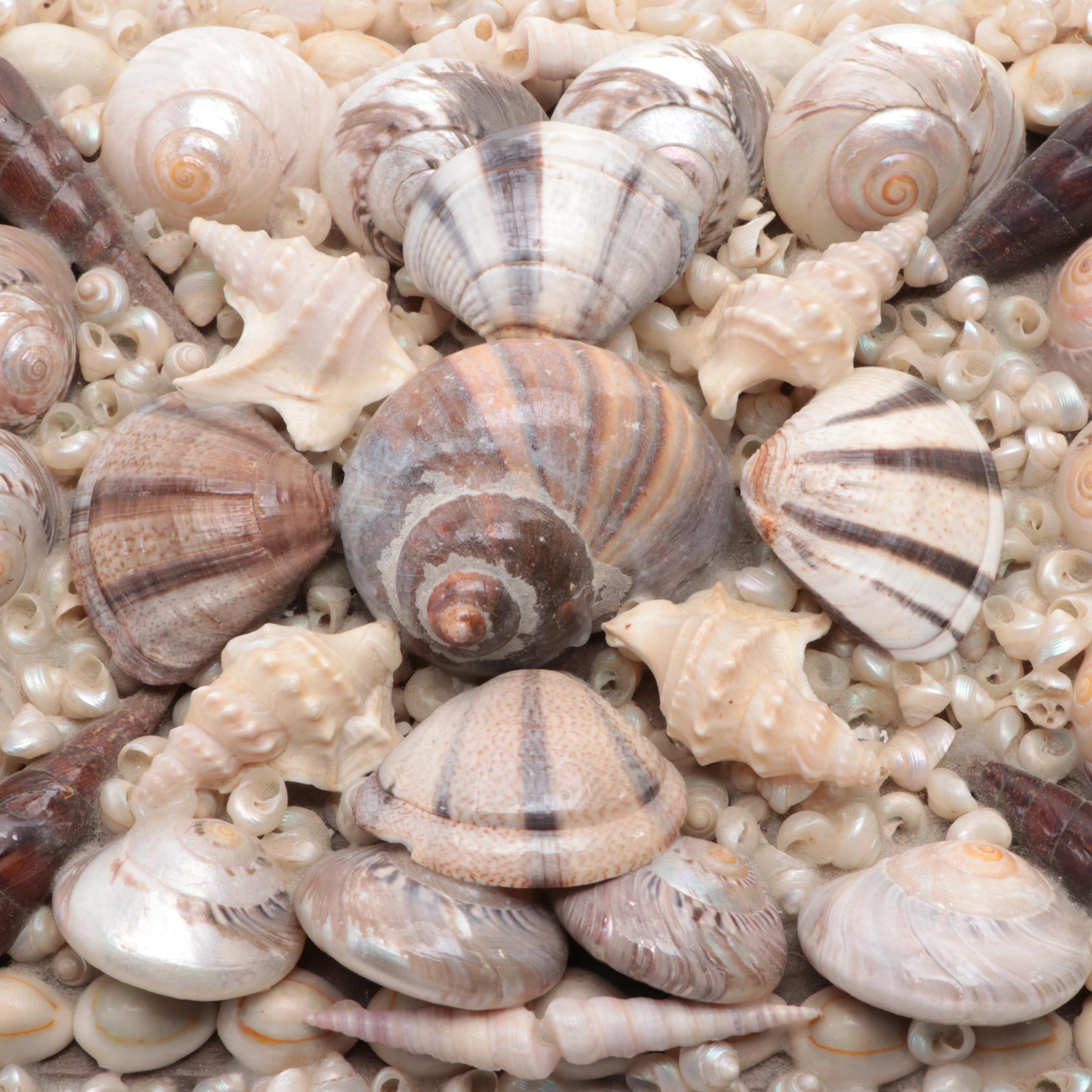 Cowrie, Turbo and Striped Clam Shell Embellished Trinket Boxes