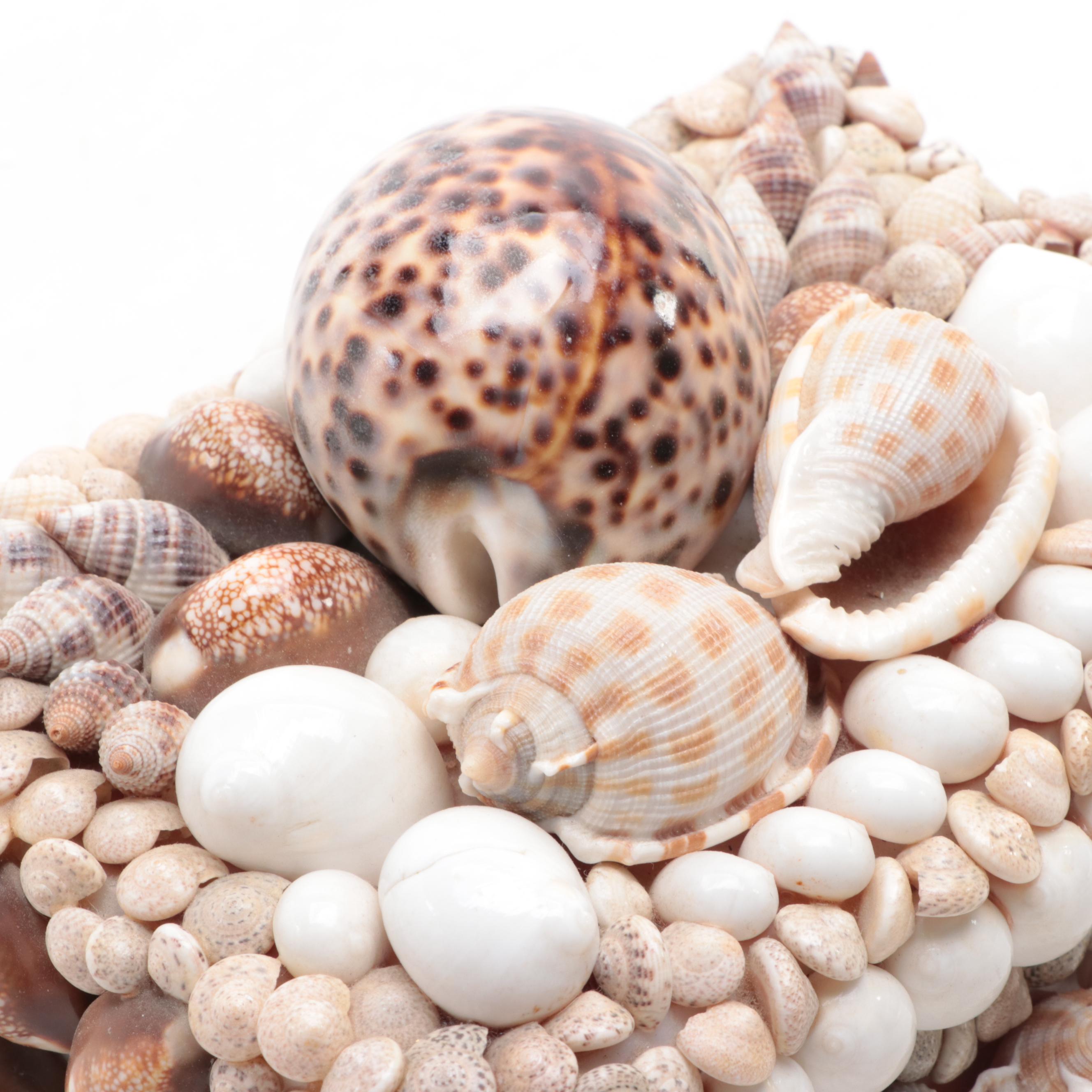 Cowrie, Turbo and Striped Clam Shell Embellished Trinket Boxes