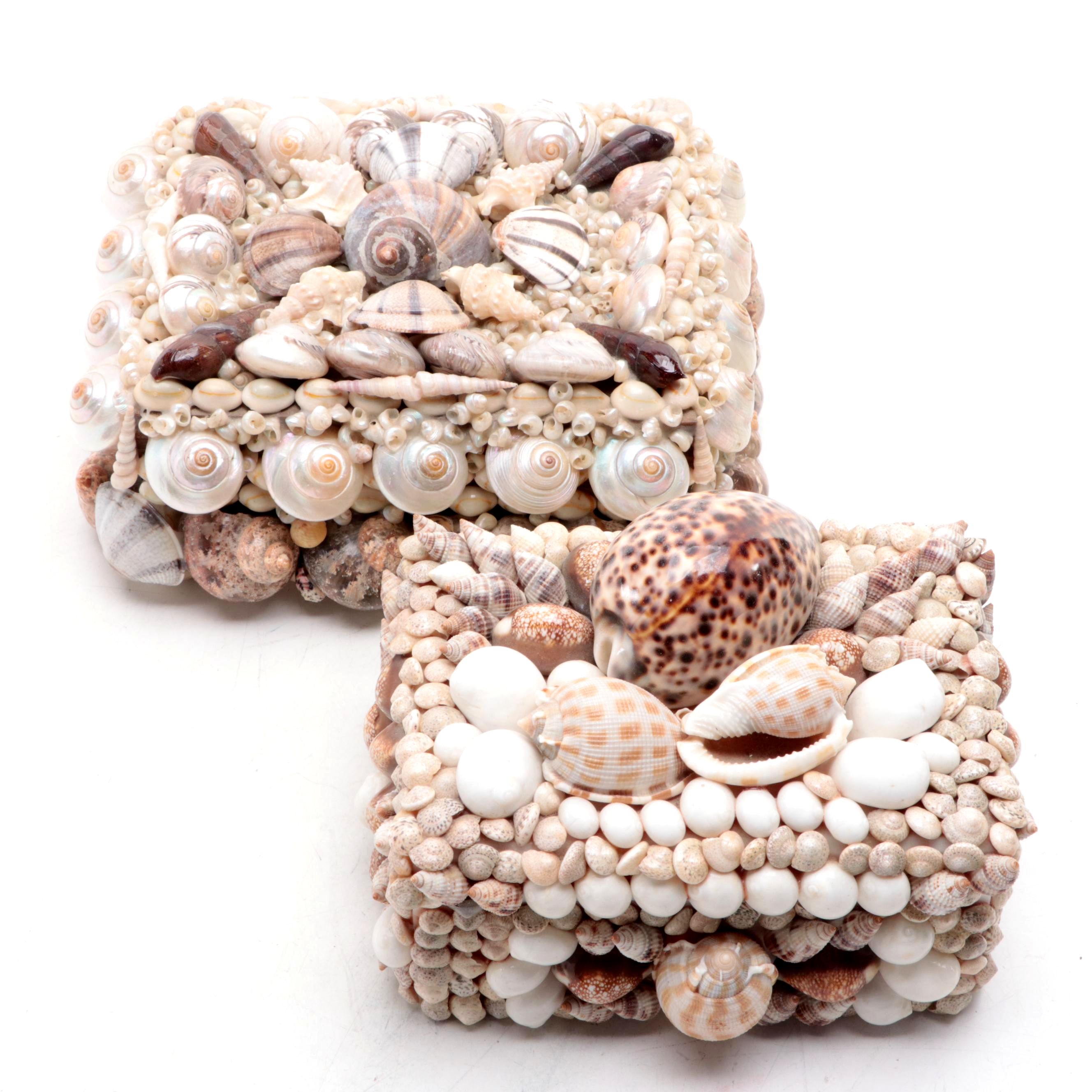 Cowrie, Turbo and Striped Clam Shell Embellished Trinket Boxes