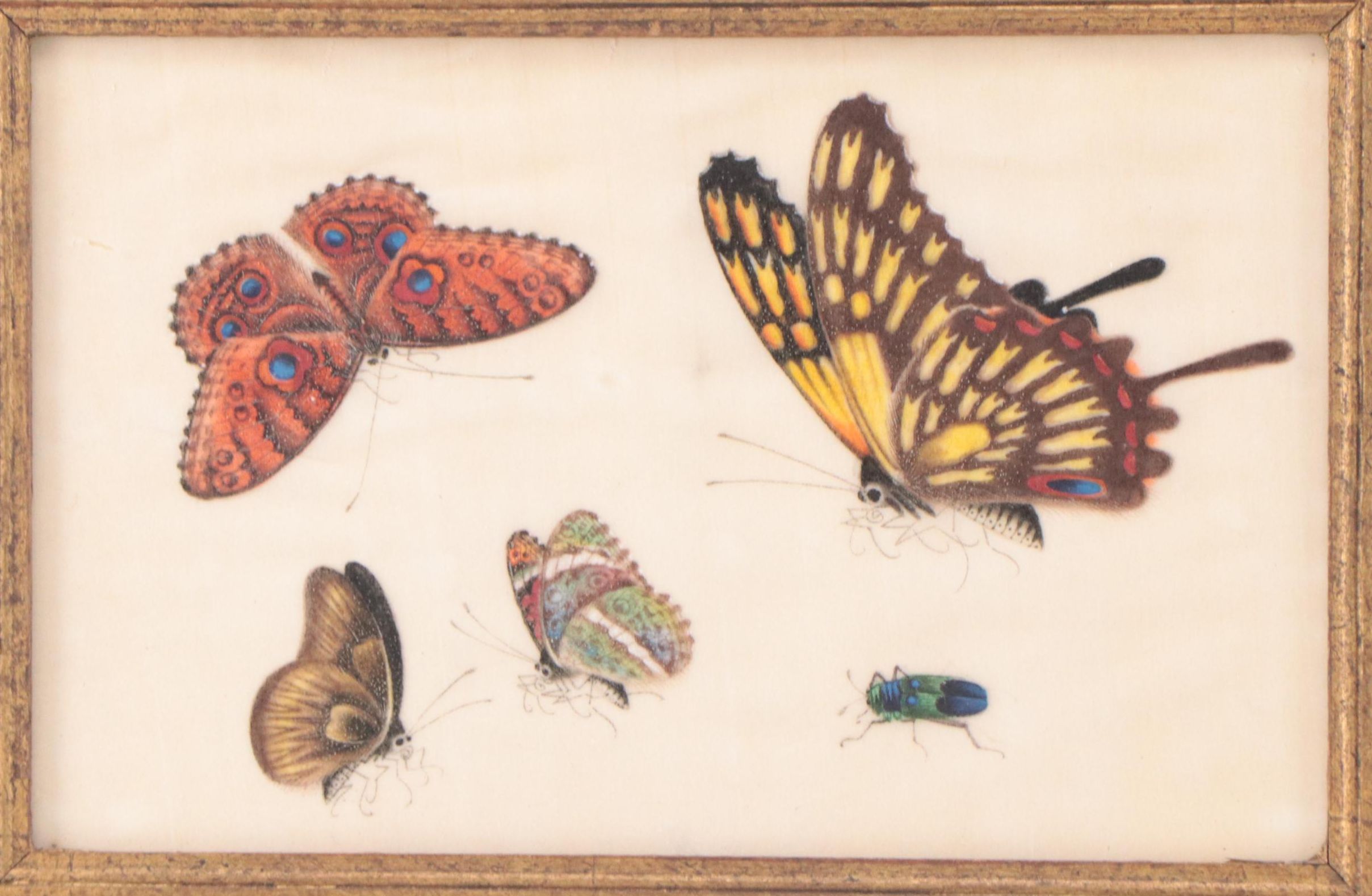 Chinese Pith Paintings of Butterflies and Other Insects, 19th Century