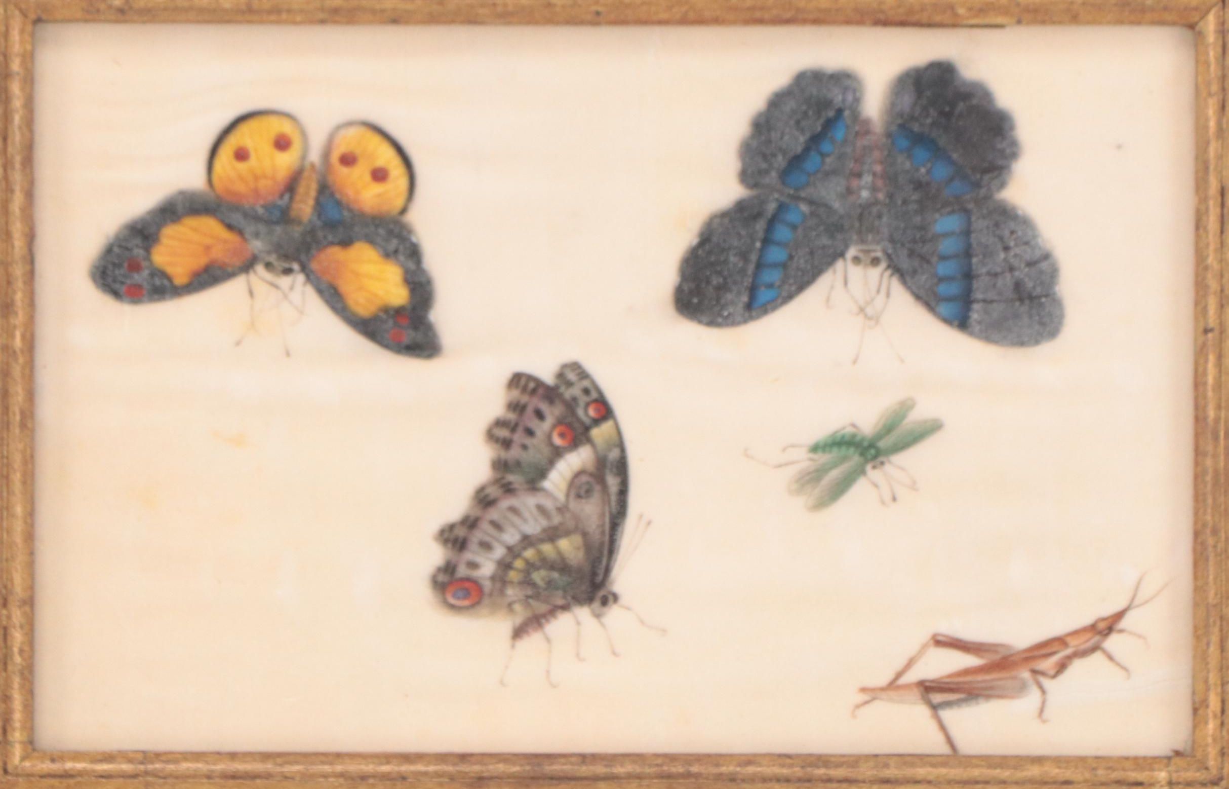 Chinese Pith Paintings of Butterflies and Other Insects, 19th Century