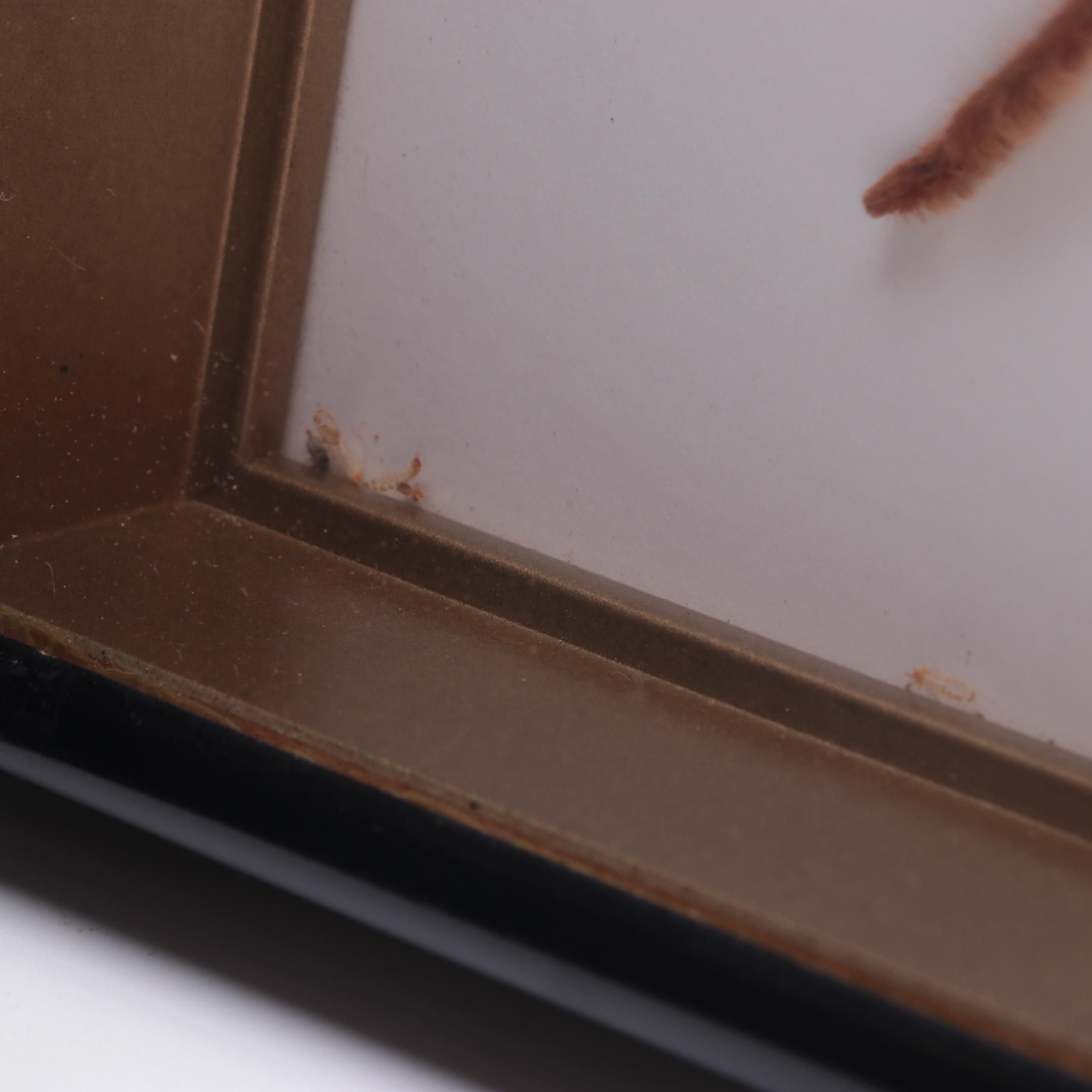 Taxidermy Malaysian Tarantula Specimen in Case