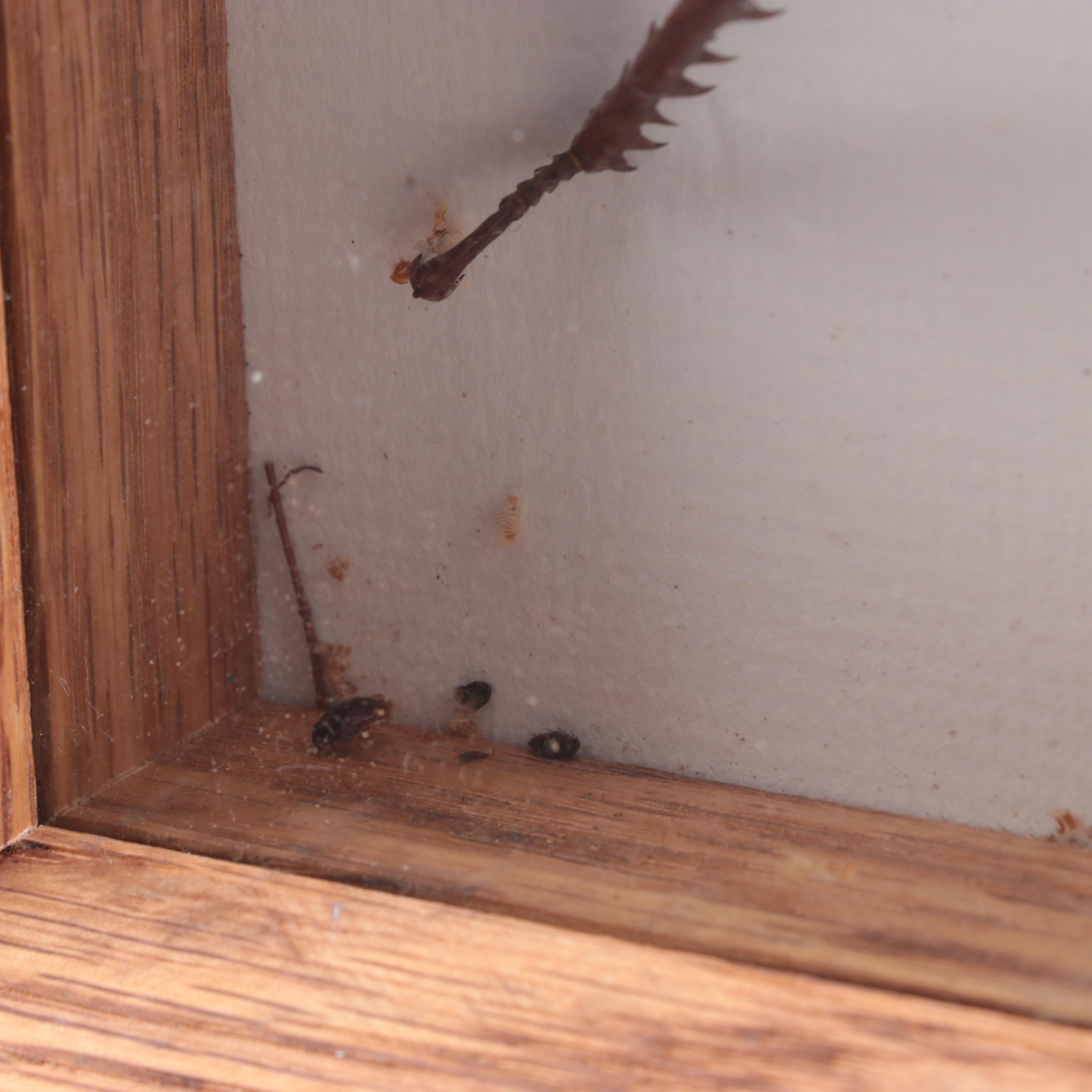 Taxidermy Thorny Devil Walking Stick Insect Specimen in Case