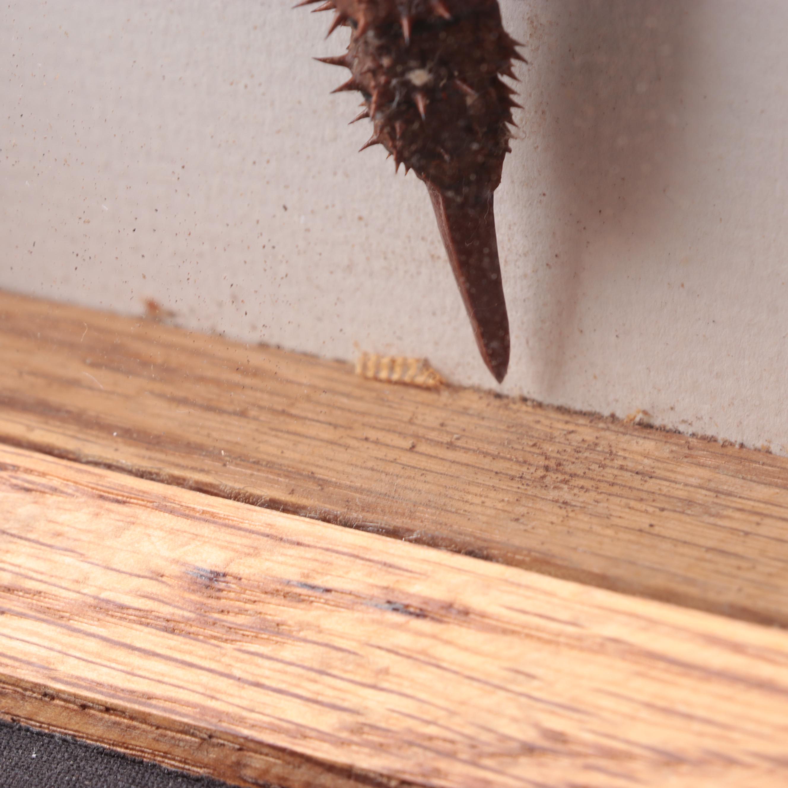Taxidermy Thorny Devil Walking Stick Insect Specimen in Case