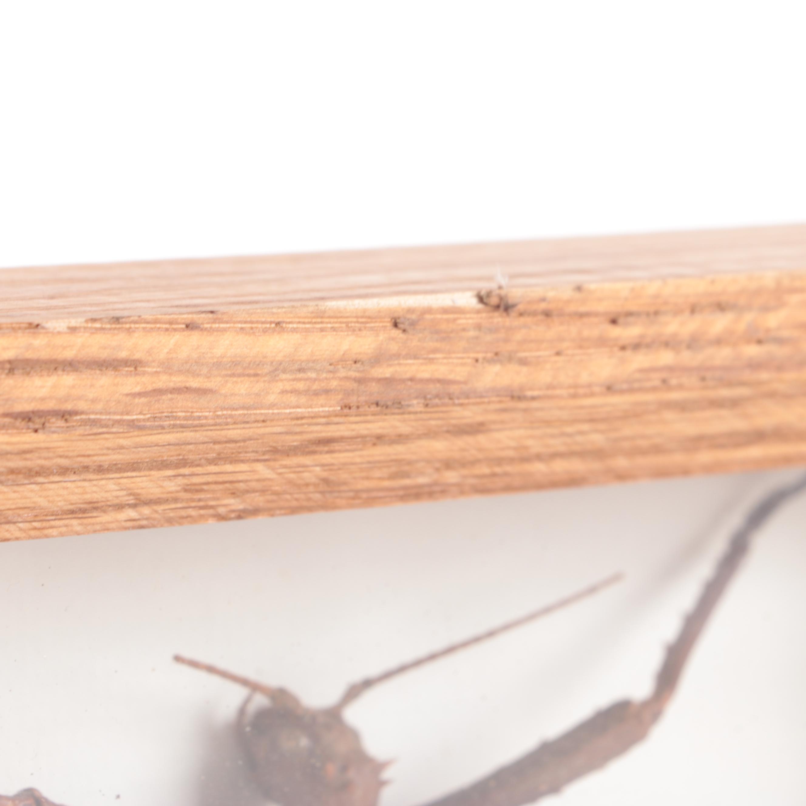 Taxidermy Thorny Devil Walking Stick Insect Specimen in Case