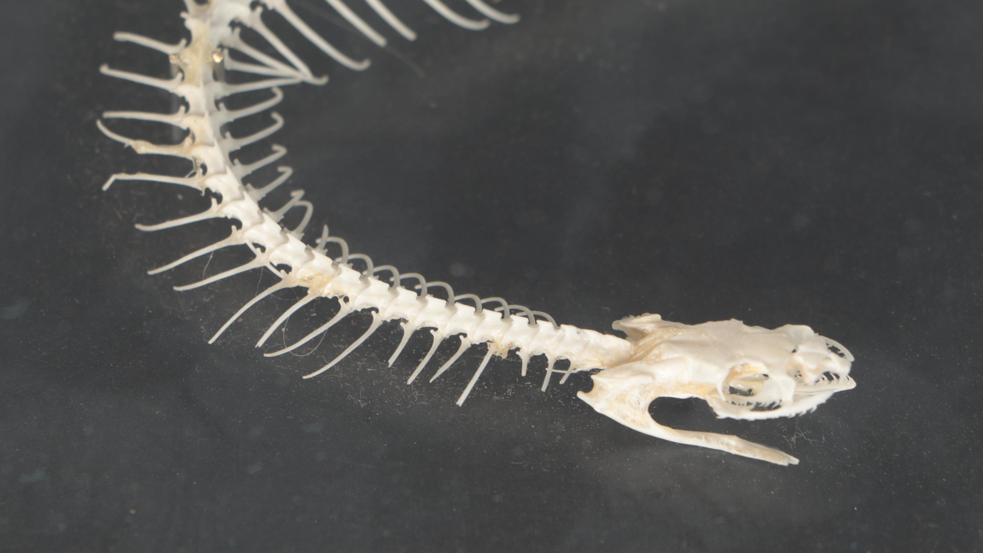 Denoyer-Geppert Co. Common Garter Snake Skeleton Scientific Model