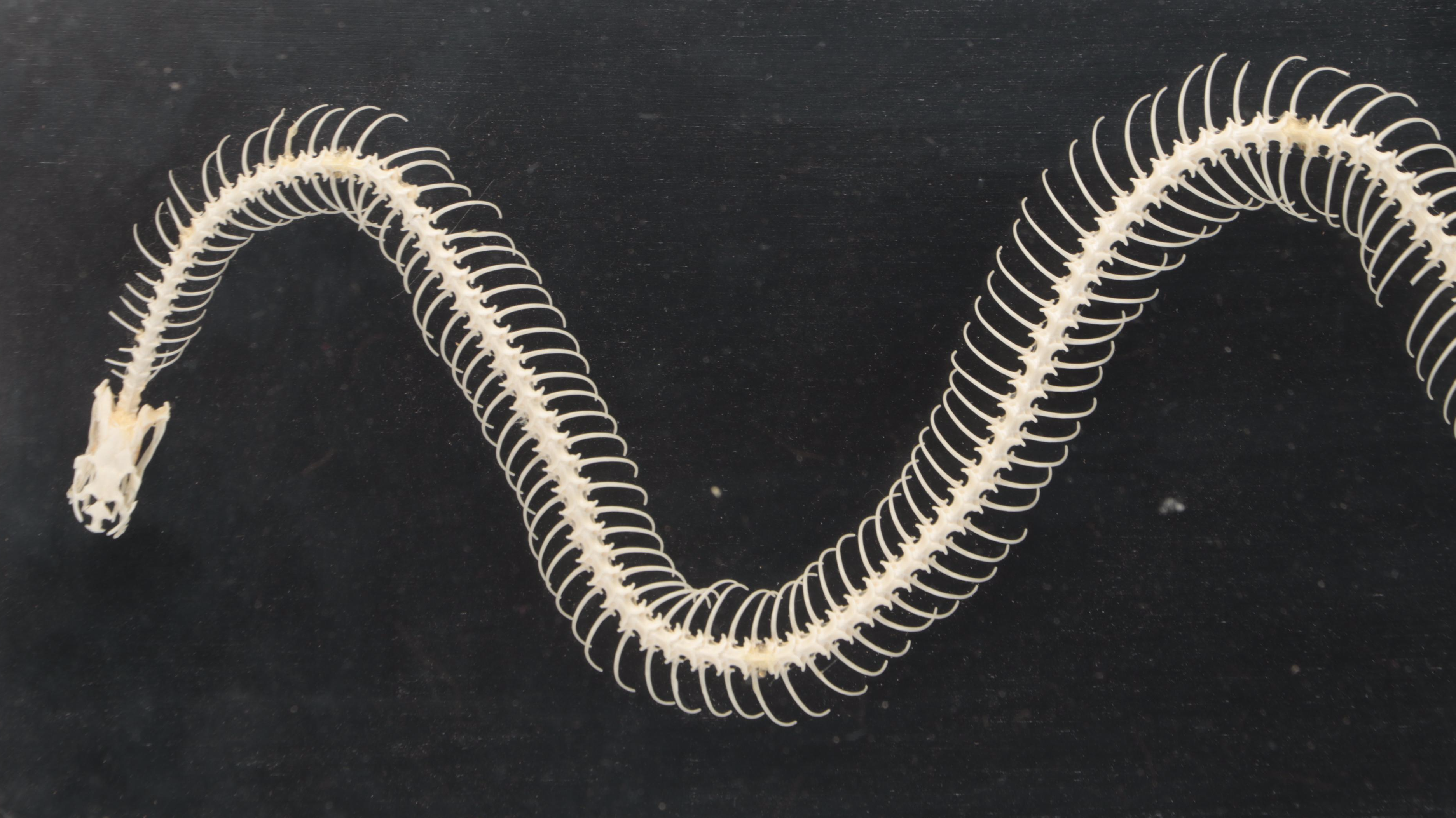 Denoyer-Geppert Co. Common Garter Snake Skeleton Scientific Model