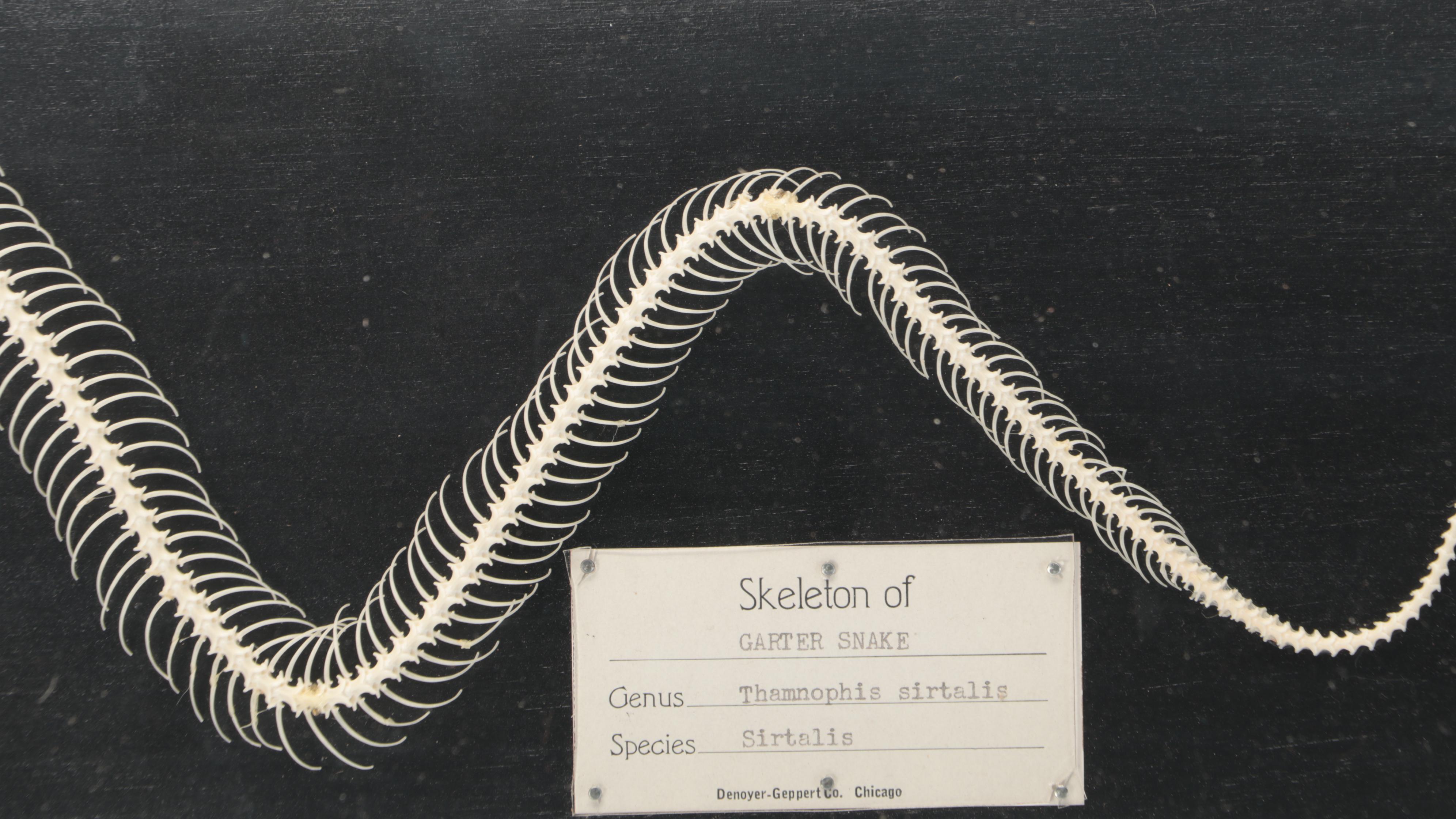 Denoyer-Geppert Co. Common Garter Snake Skeleton Scientific Model