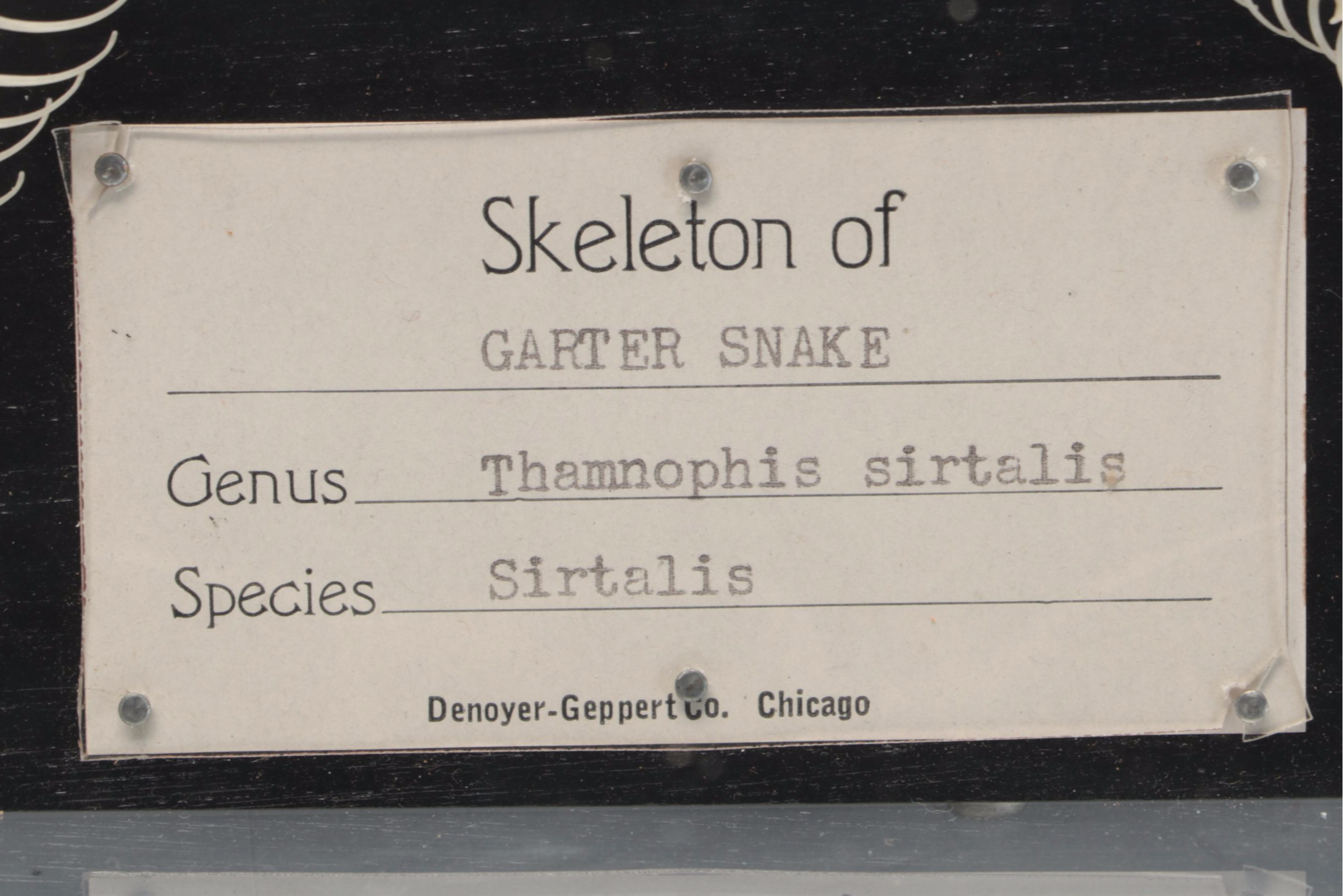 Denoyer-Geppert Co. Common Garter Snake Skeleton Scientific Model