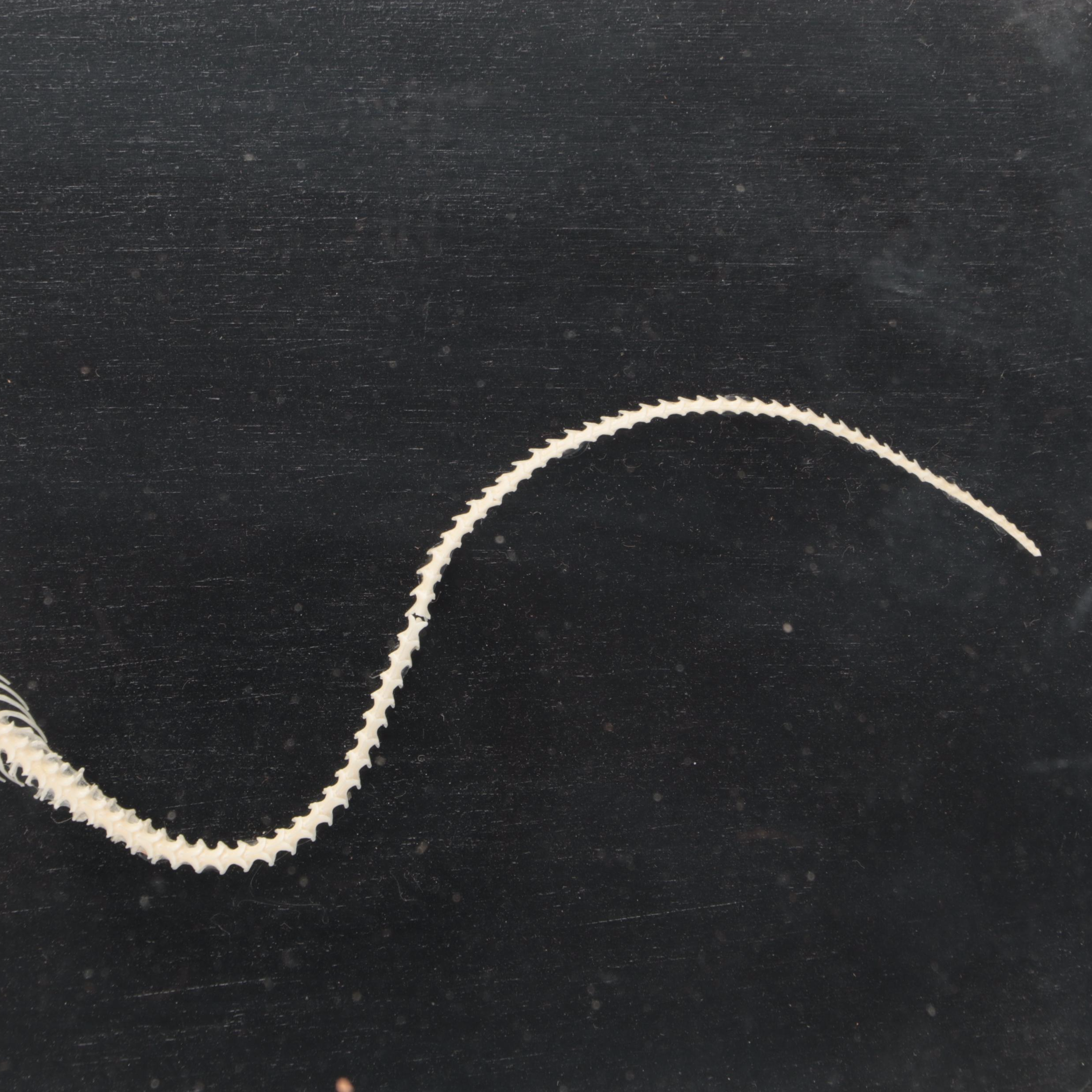 Denoyer-Geppert Co. Common Garter Snake Skeleton Scientific Model