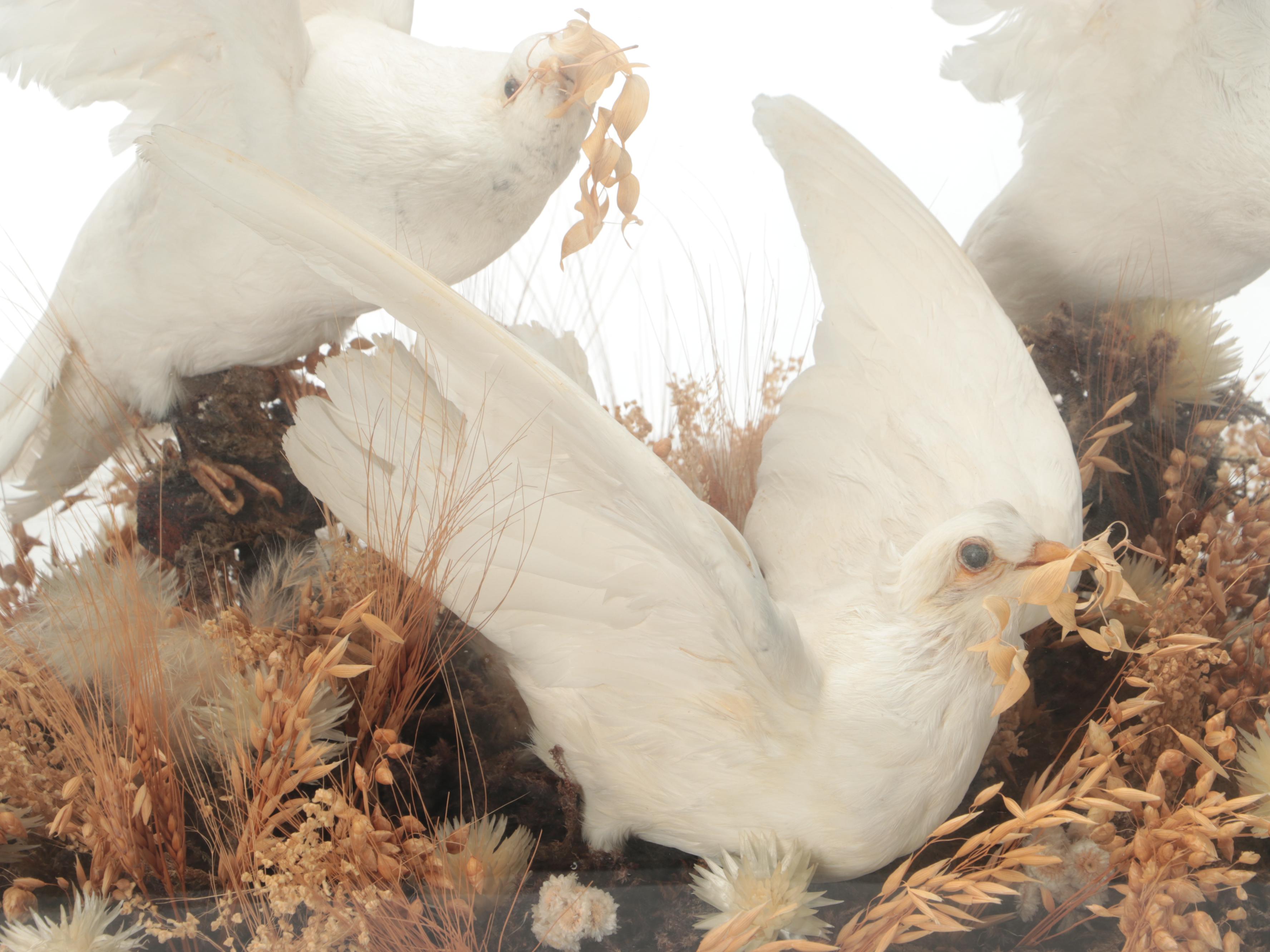 Taxidermy Three White Doves in Vitrine