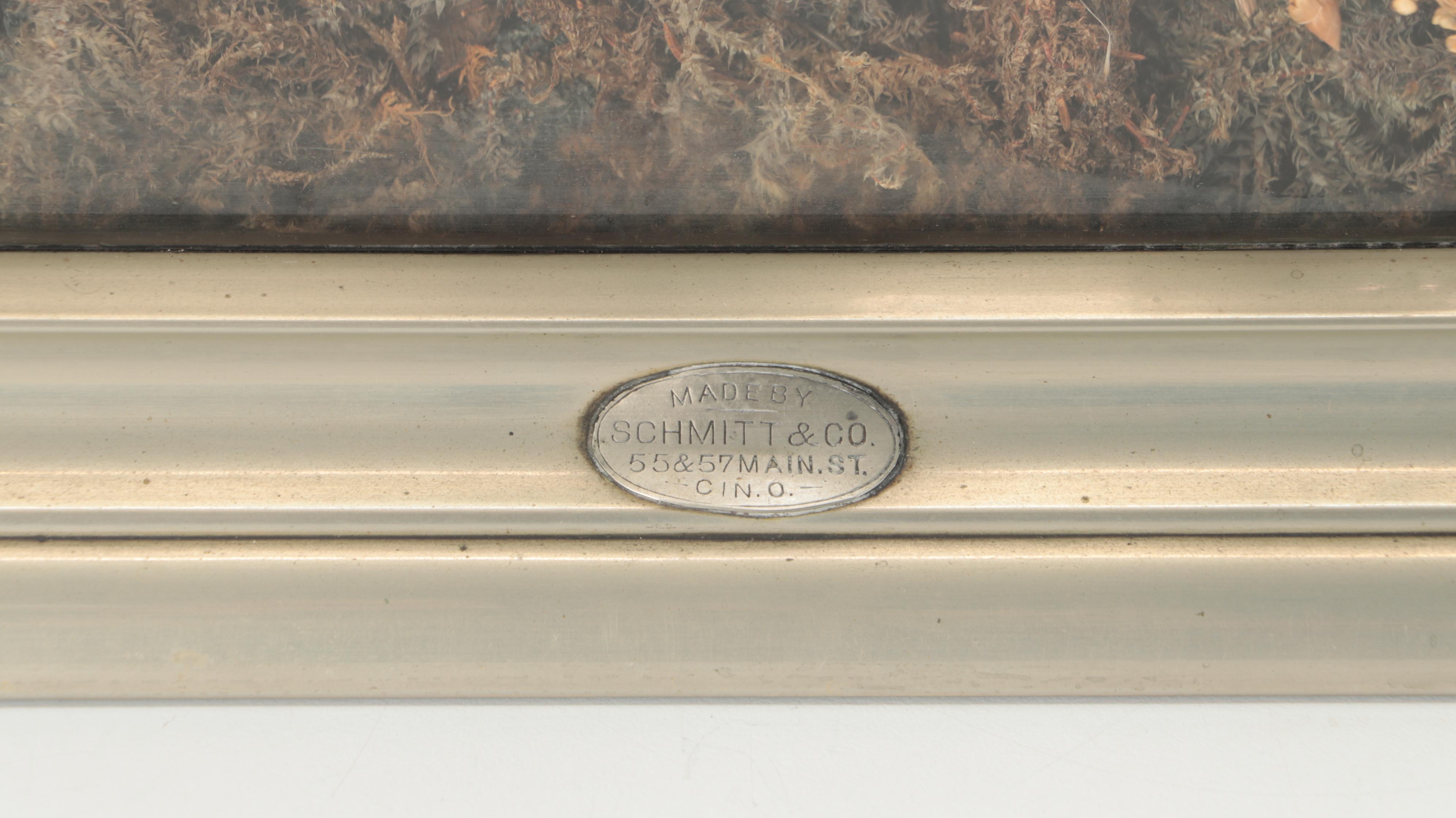 Taxidermy Three White Doves in Vitrine