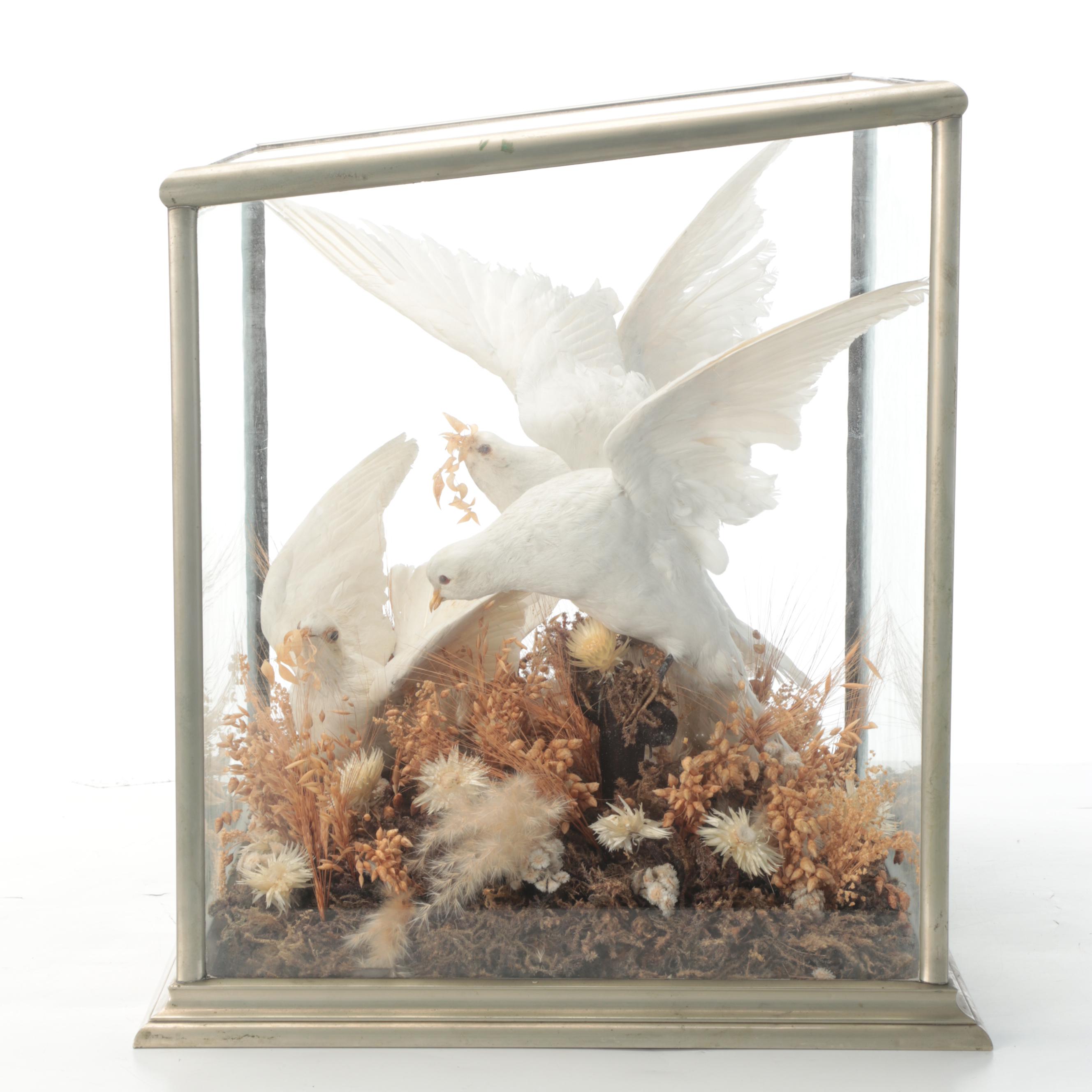Taxidermy Three White Doves in Vitrine