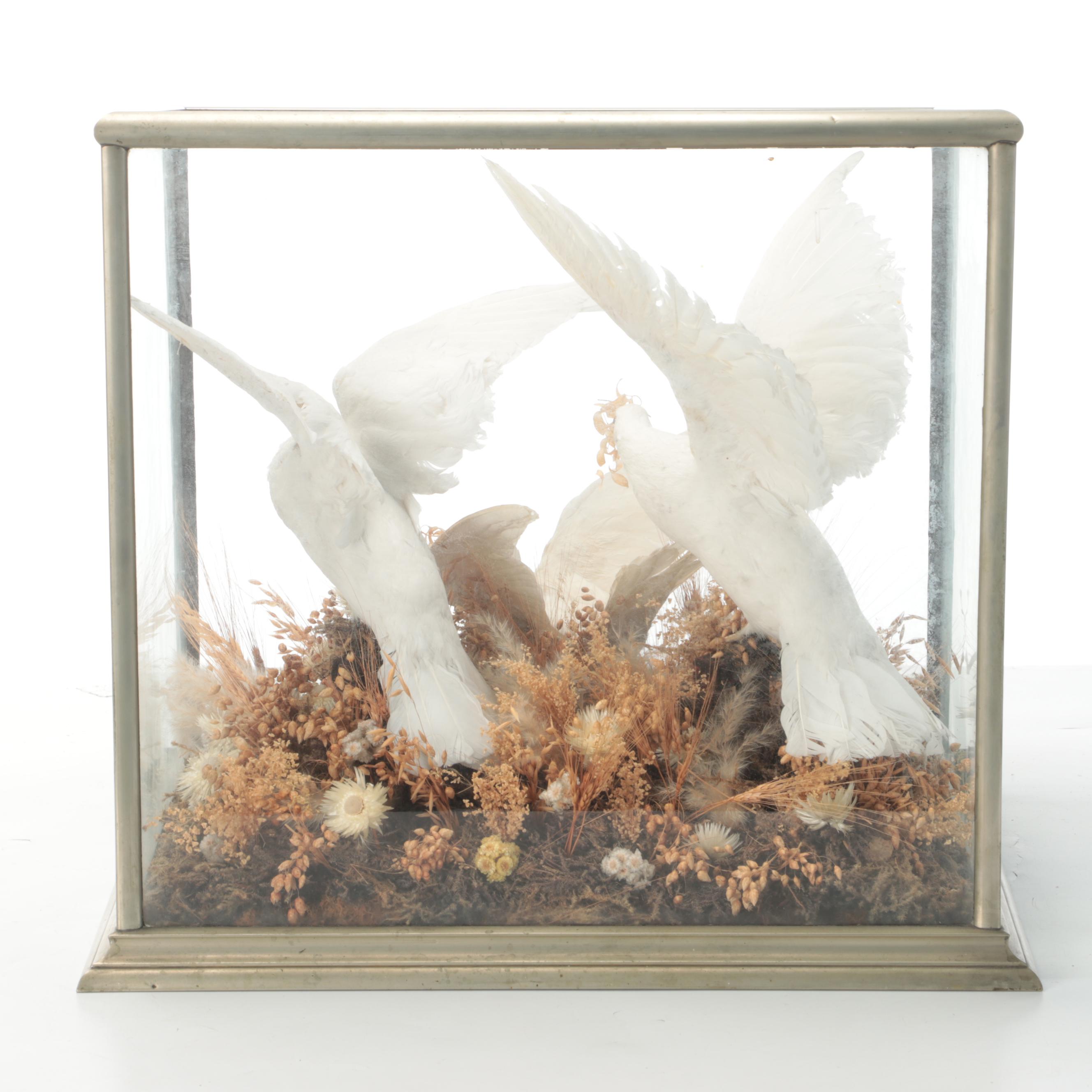 Taxidermy Three White Doves in Vitrine