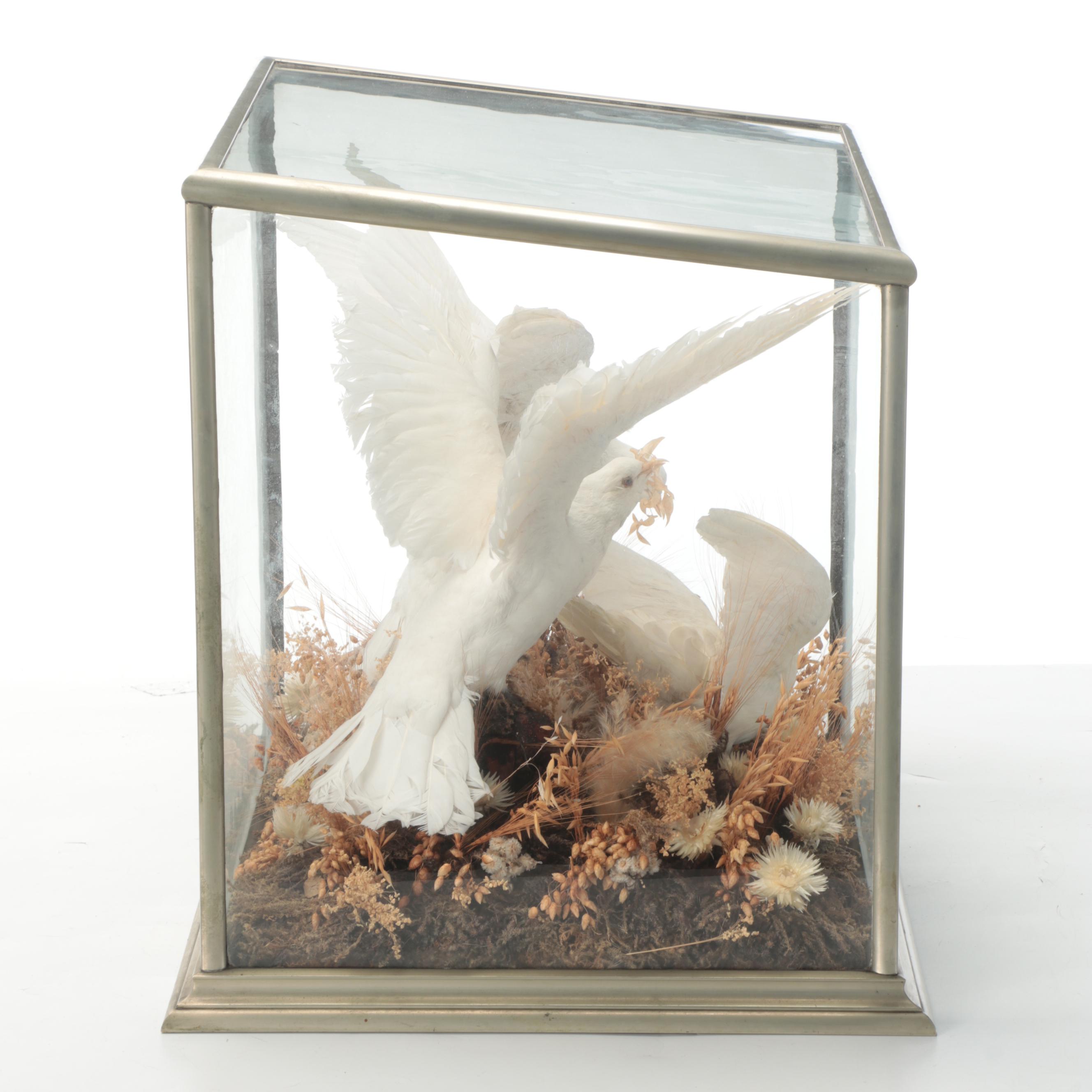 Taxidermy Three White Doves in Vitrine