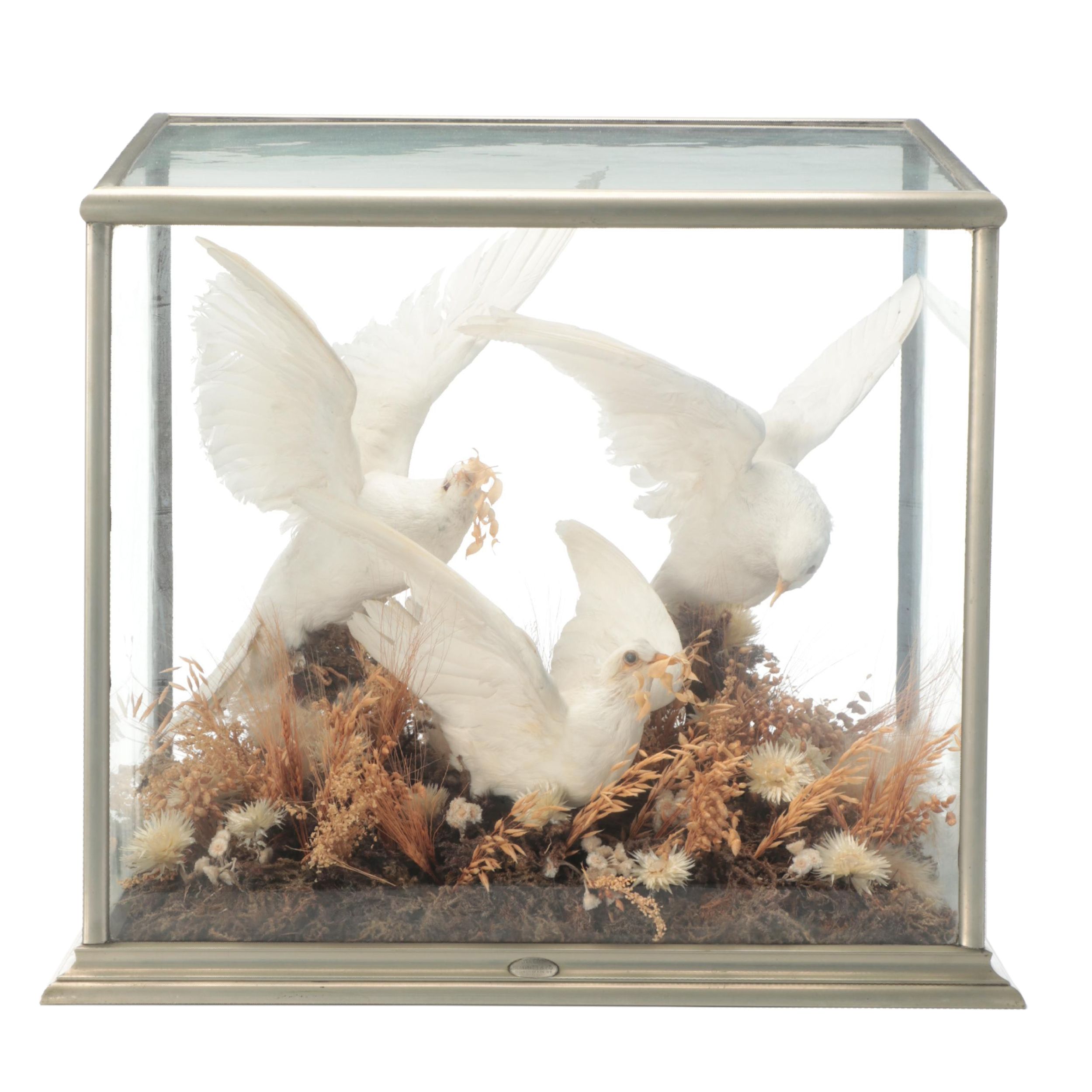 Taxidermy Three White Doves in Vitrine