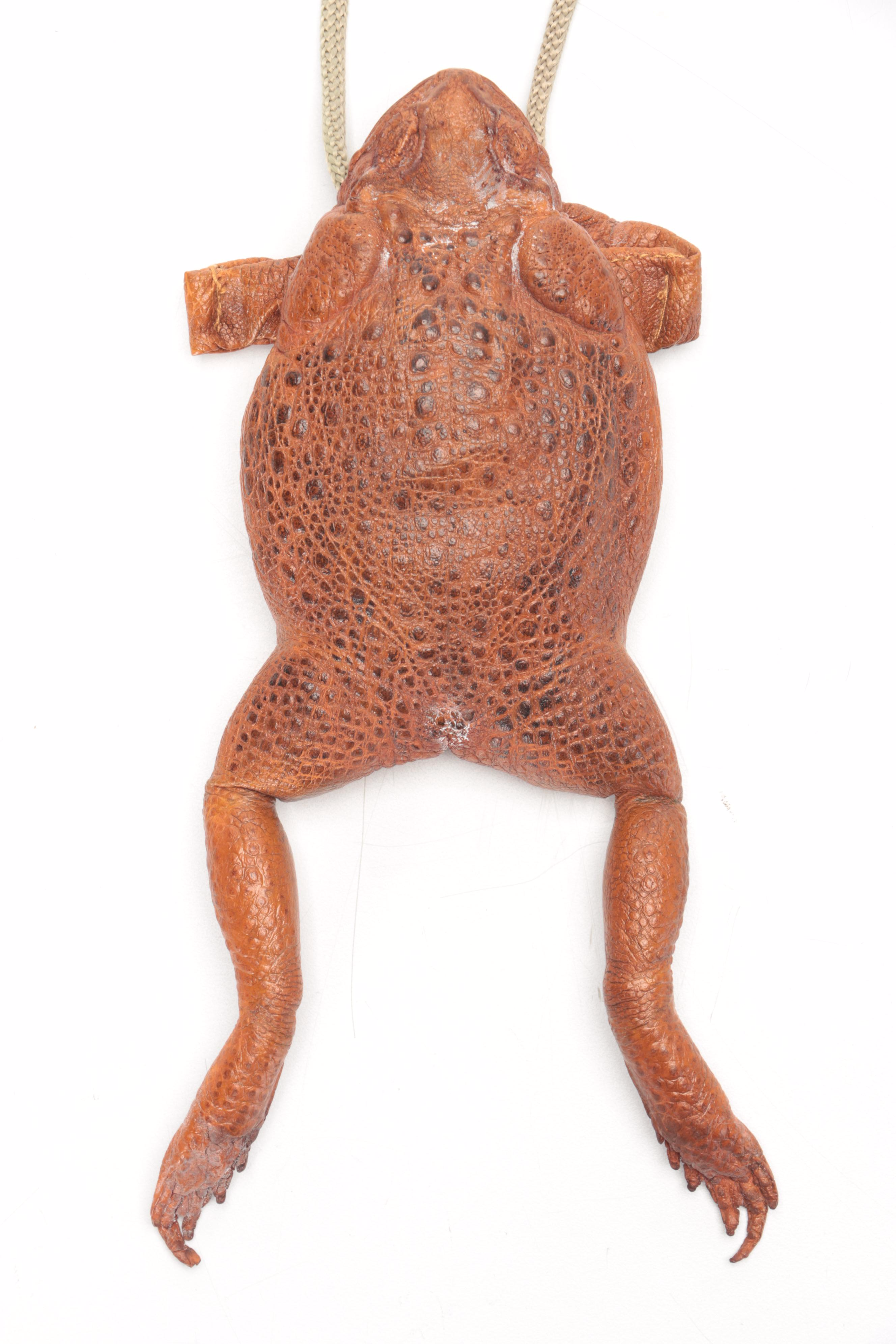 Taxidermy Sugar Cane Toad Coin Purse