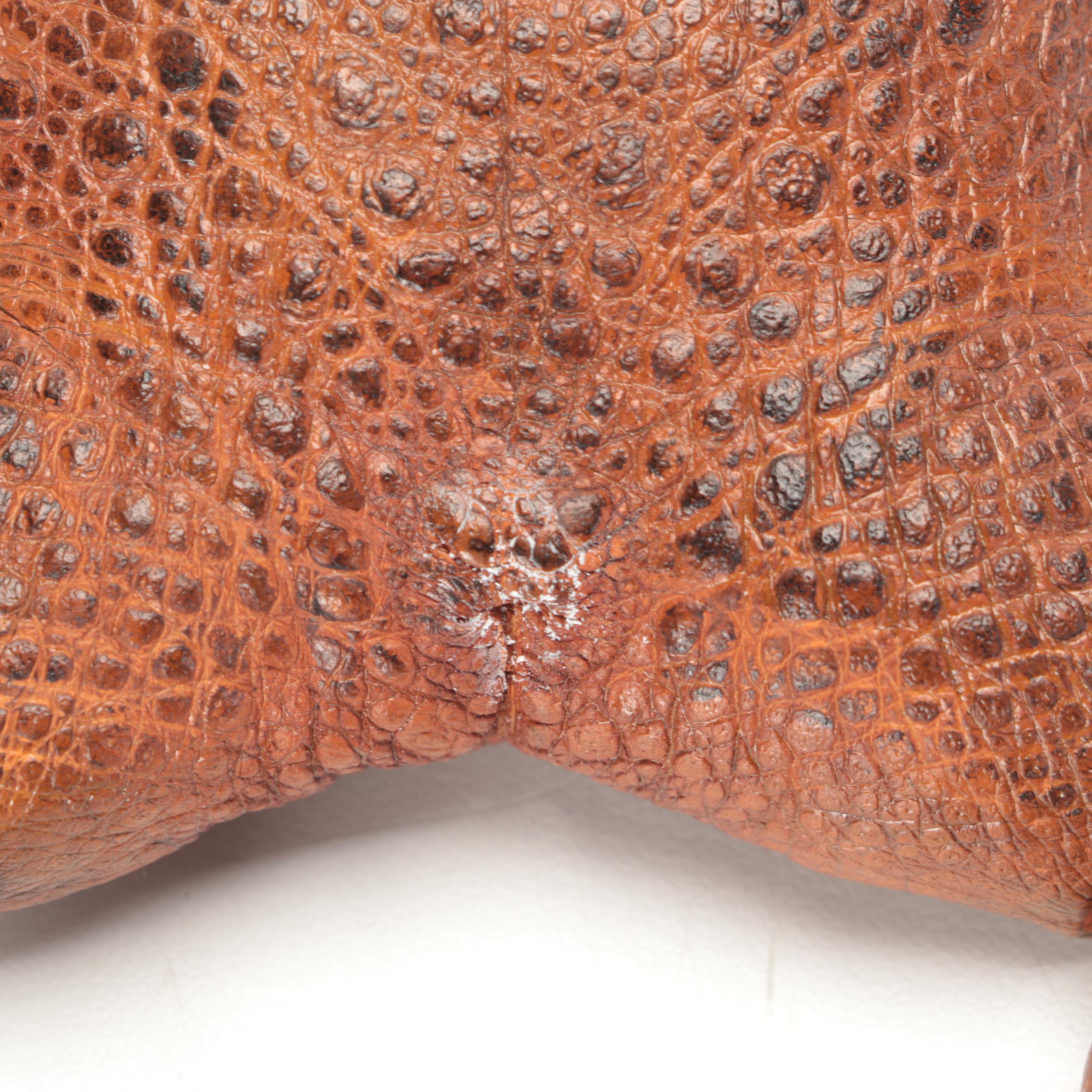 Taxidermy Sugar Cane Toad Coin Purse