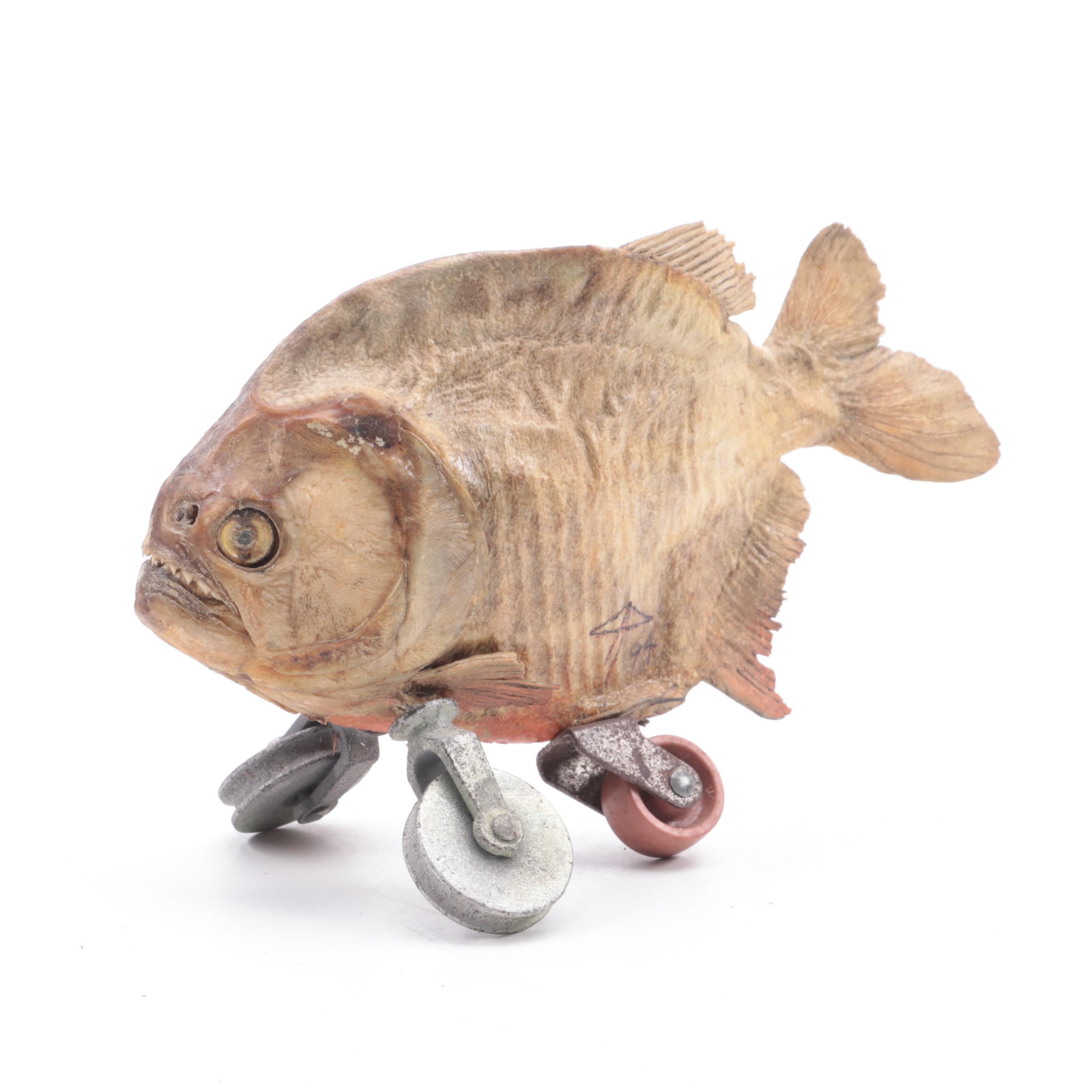 Gaff Taxidermy Red-Belly Piranha on Wheels