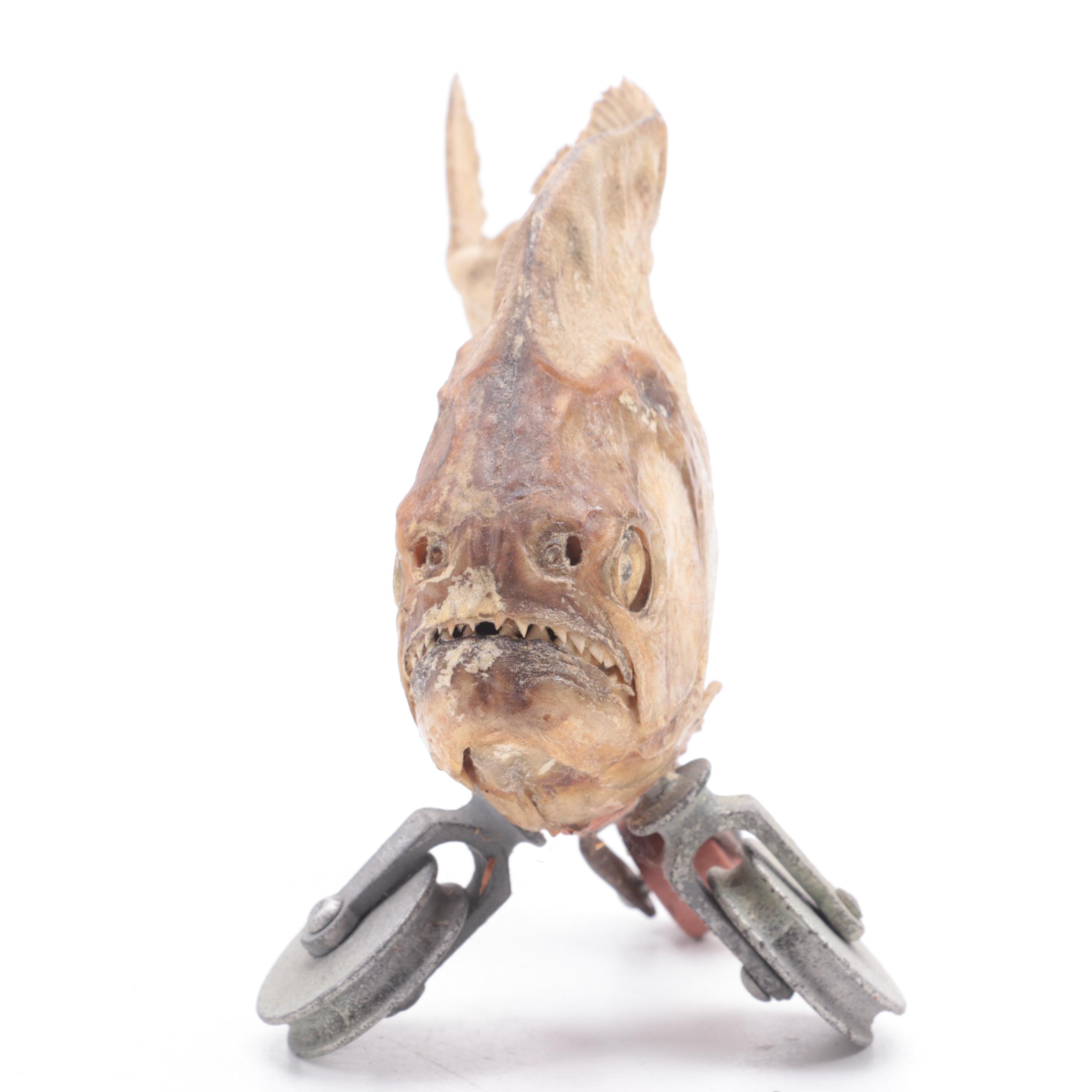 Gaff Taxidermy Red-Belly Piranha on Wheels