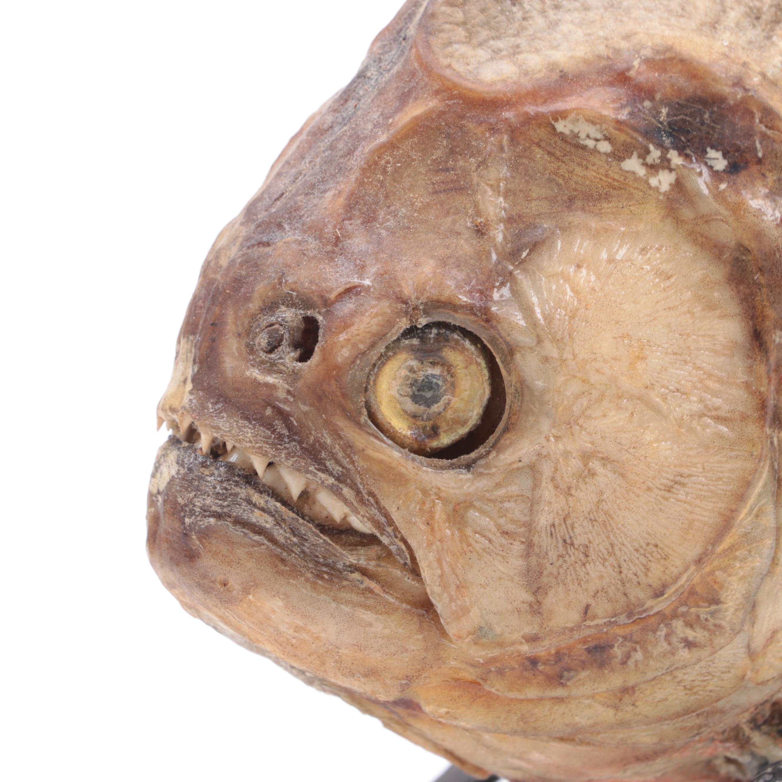 Gaff Taxidermy Red-Belly Piranha on Wheels