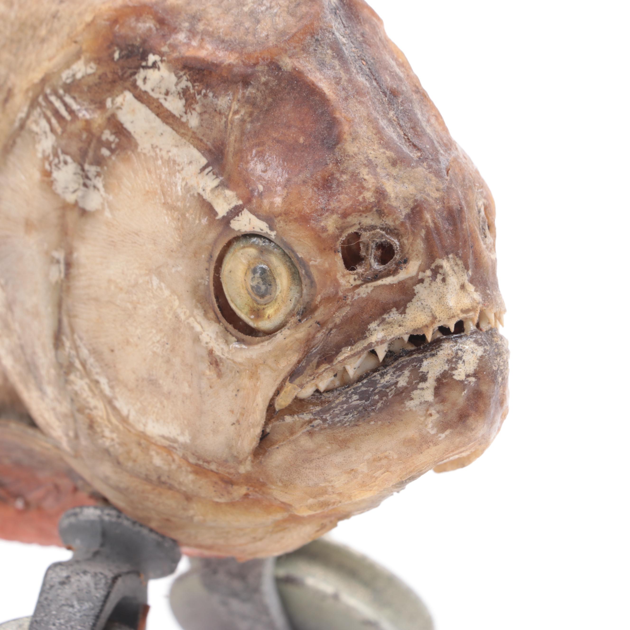 Gaff Taxidermy Red-Belly Piranha on Wheels