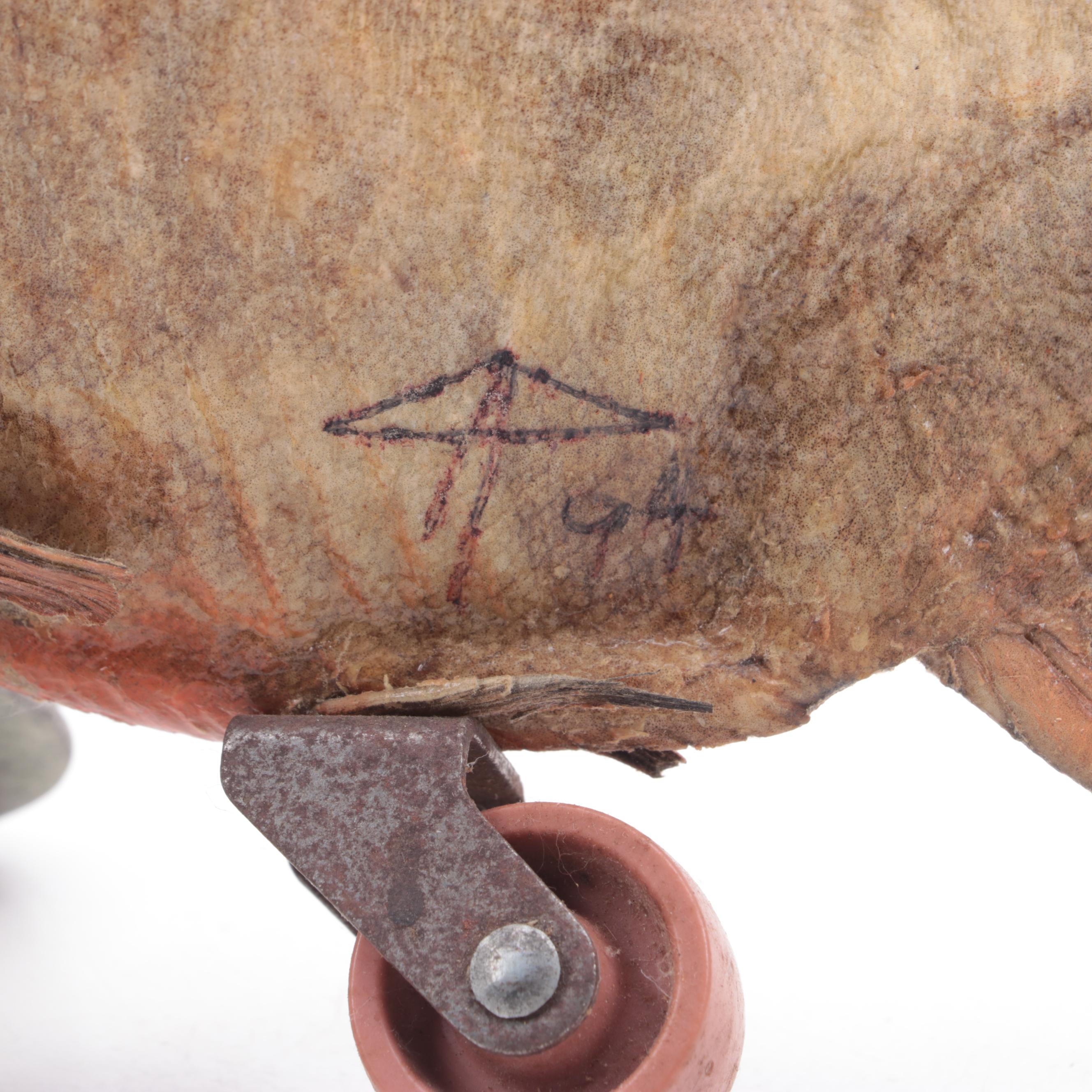 Gaff Taxidermy Red-Belly Piranha on Wheels