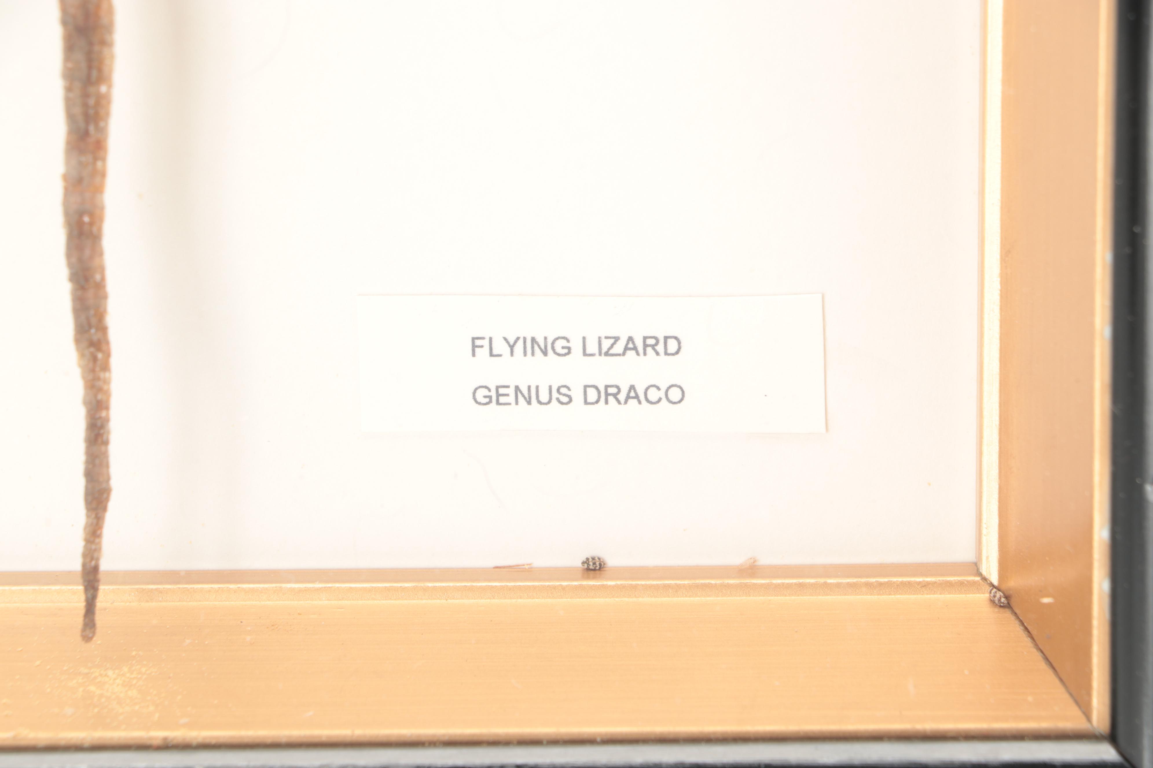 Taxidermy Flying Lizard Specimen in Case