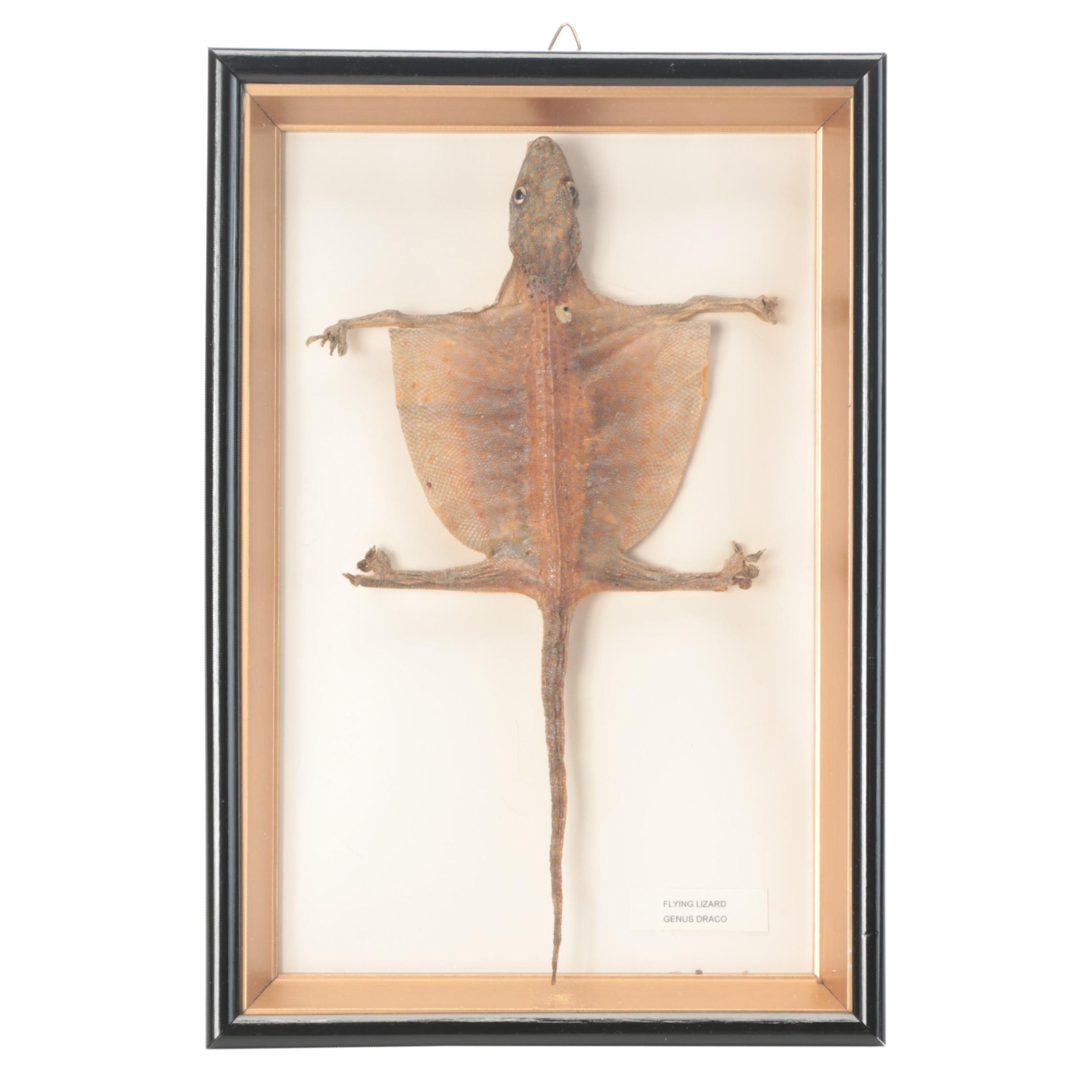 Taxidermy Flying Lizard Specimen in Case