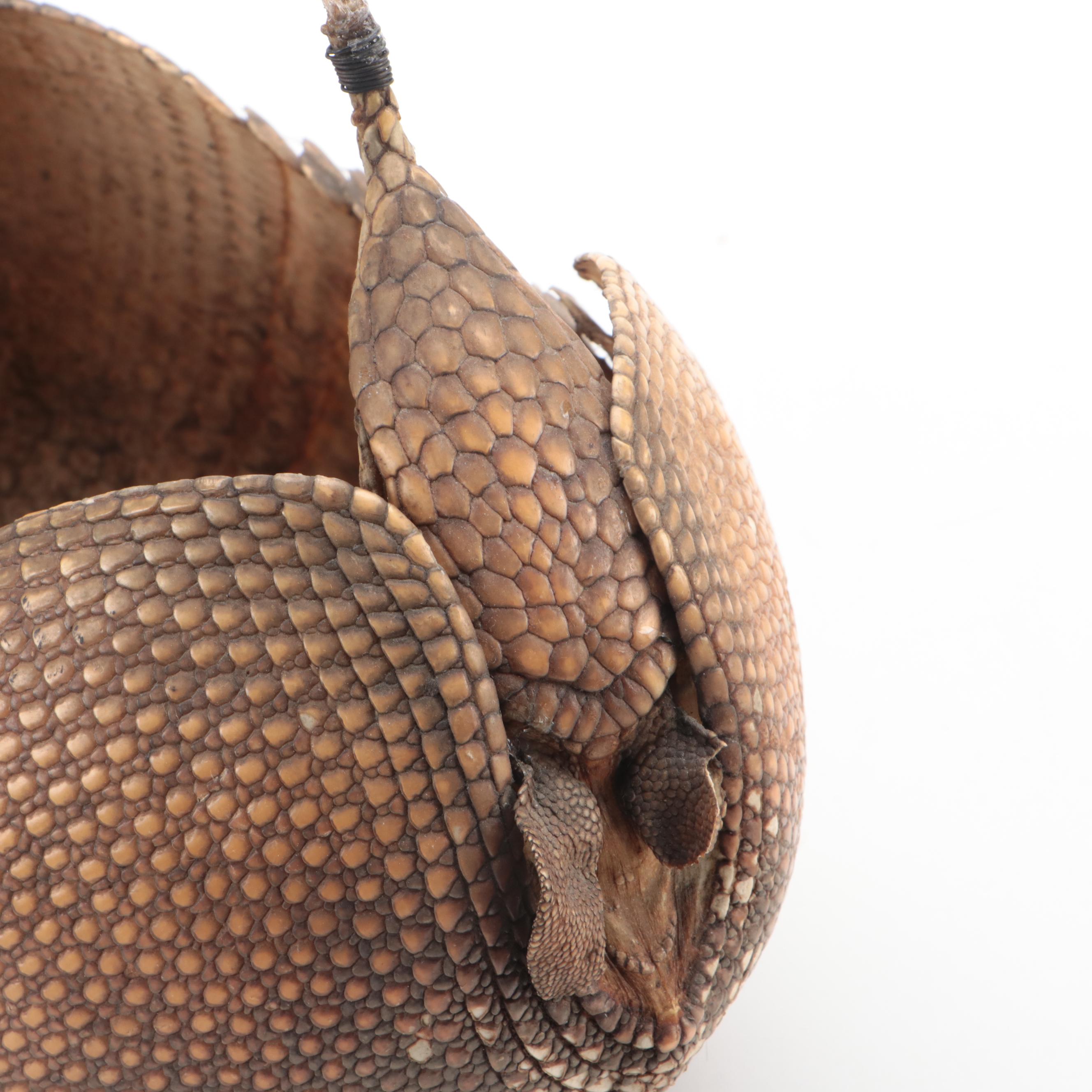 Taxidermy Nine-Banded Armadillo Basket