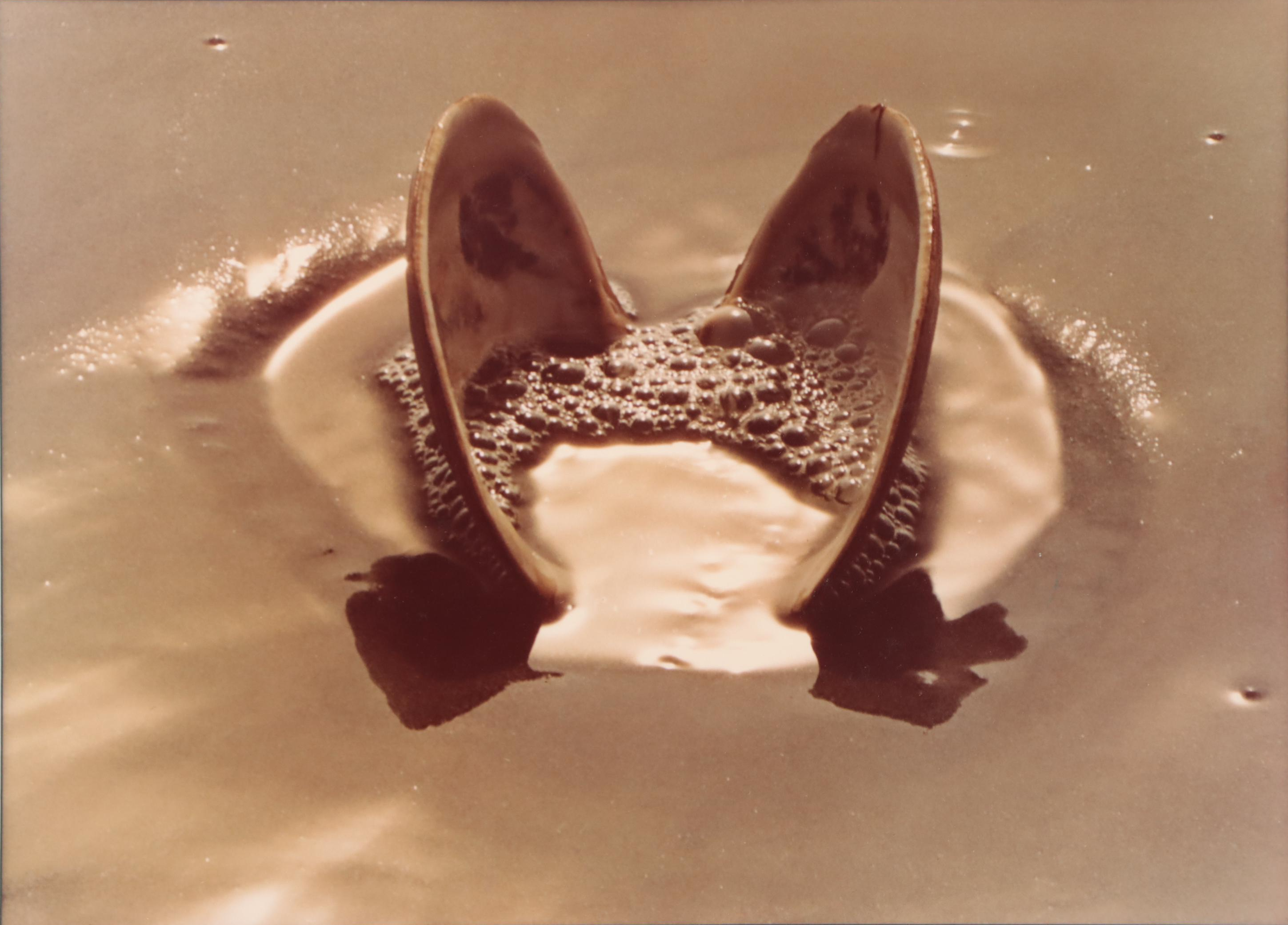 Beach Genre Chromogenic Color Photograph of Clam; More