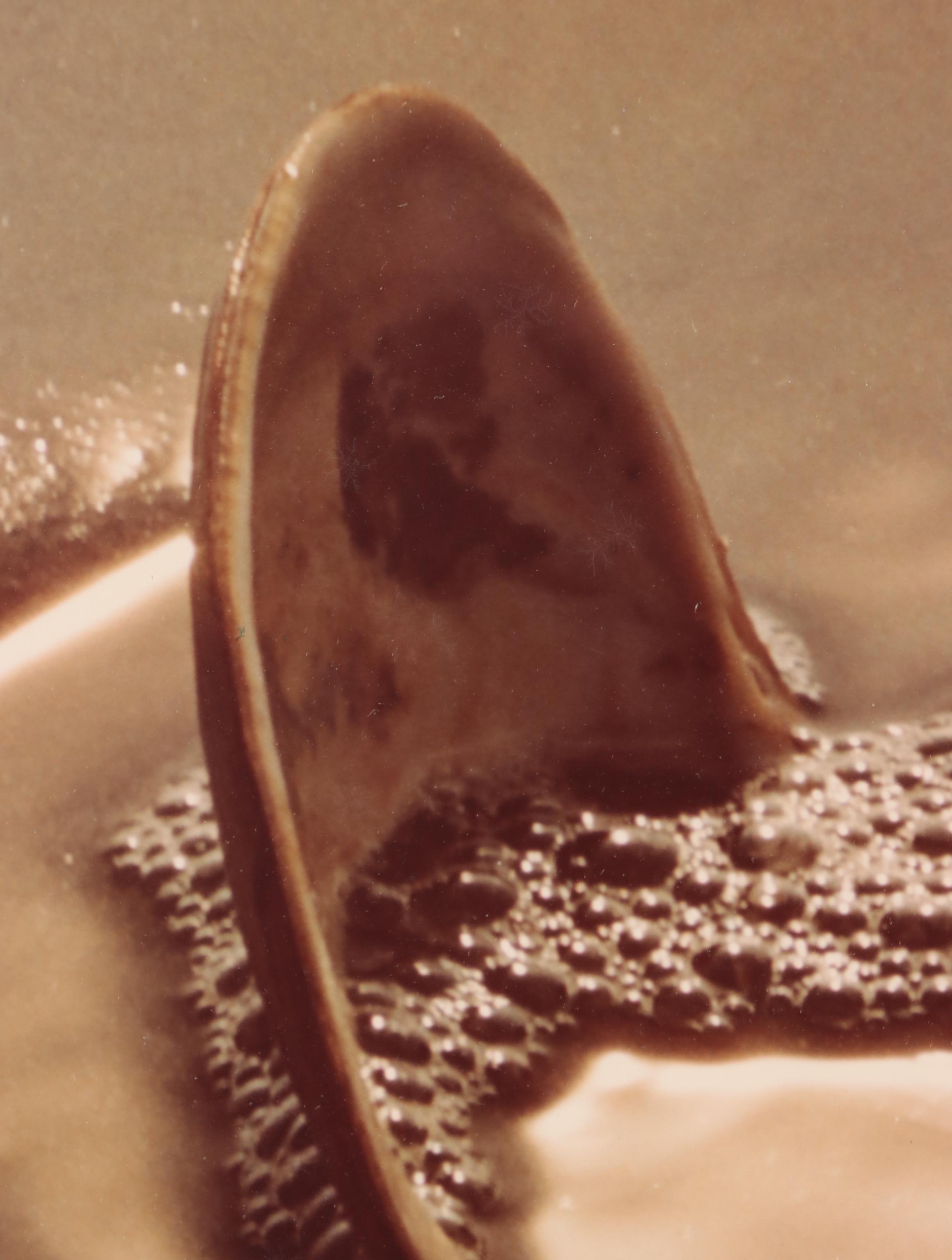 Beach Genre Chromogenic Color Photograph of Clam; More