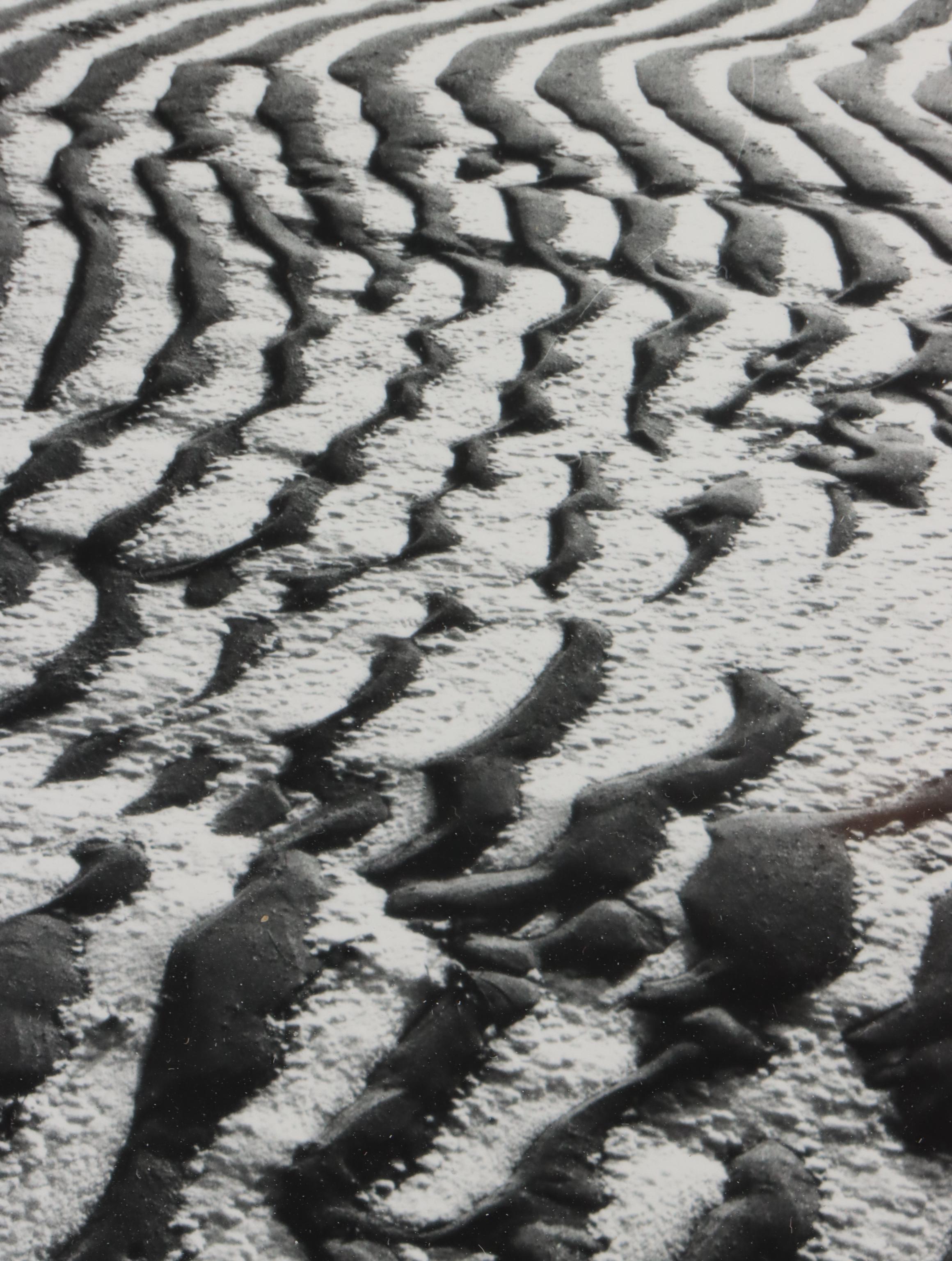 Beach Genre Chromogenic Color Photograph of Clam; More