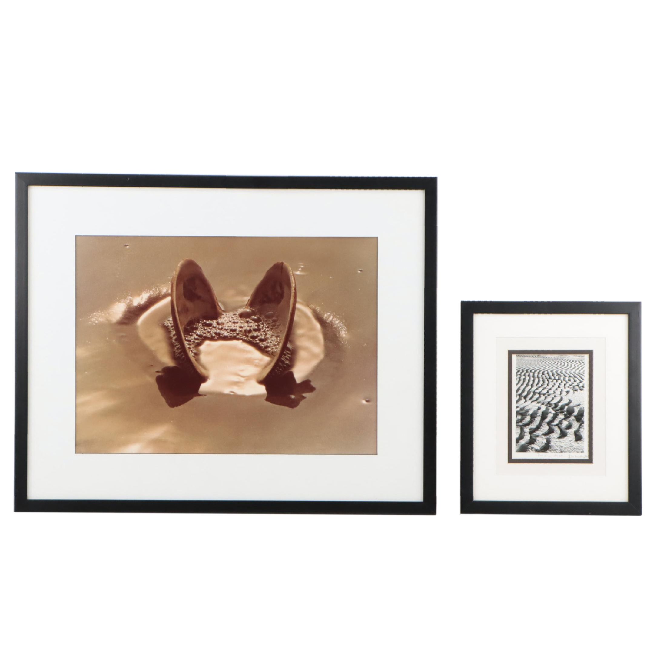 Beach Genre Chromogenic Color Photograph of Clam; More