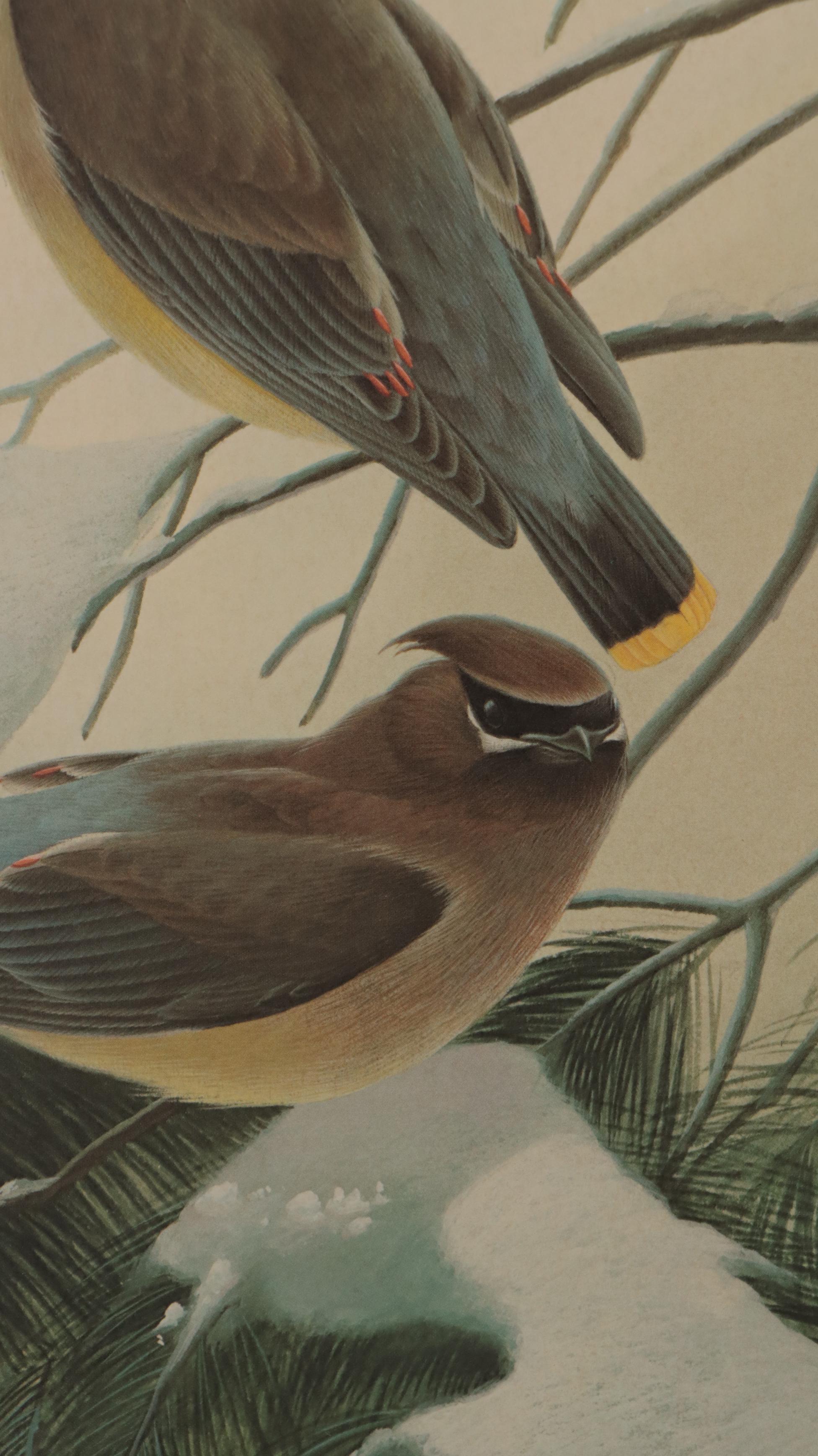John A. Ruthven Offset Lithograph "Cedar Waxwings"
