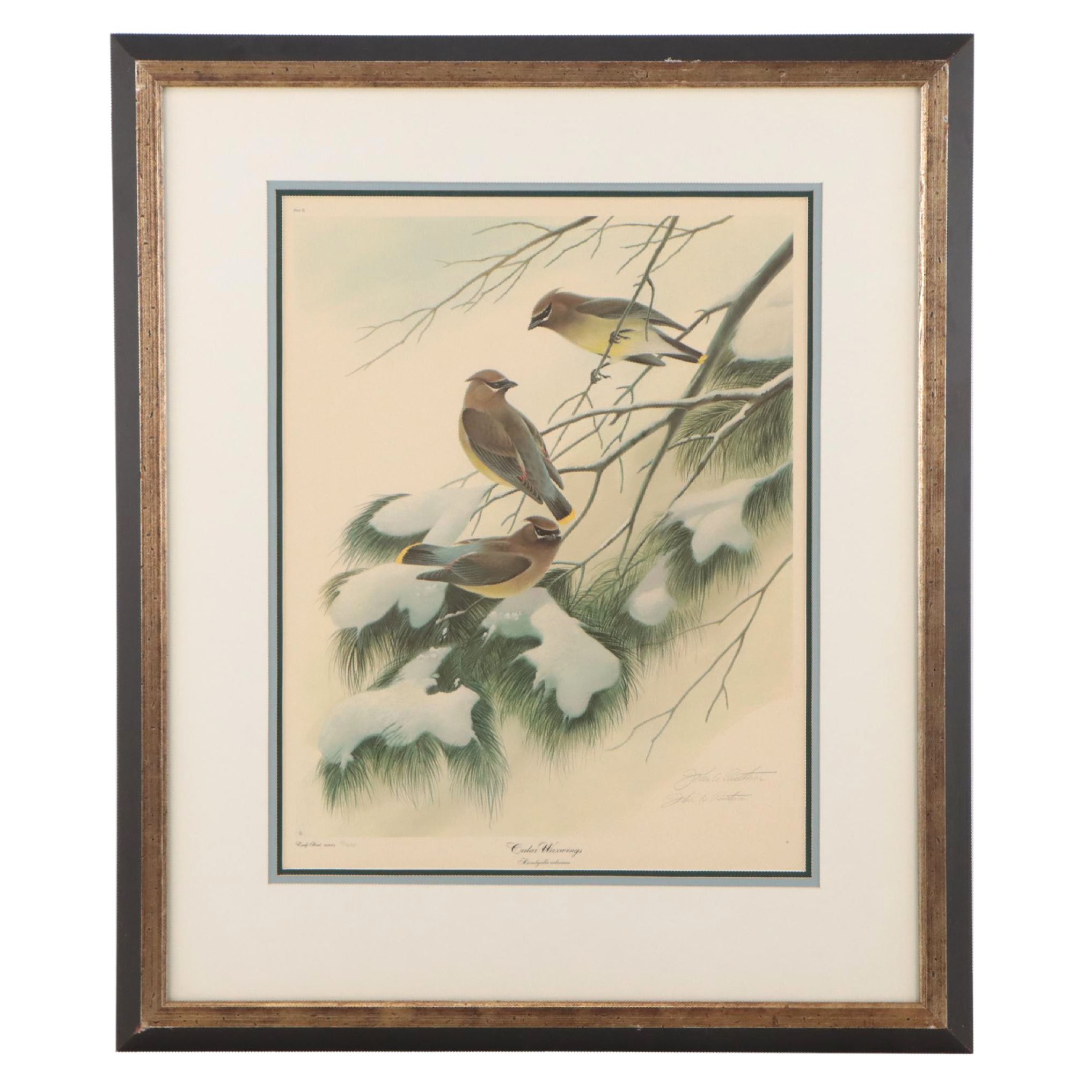 John A. Ruthven Offset Lithograph "Cedar Waxwings"